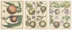 Vintage Botanical Fruit Prints of Apples, Pears and Peaches, Engravings of c1820
