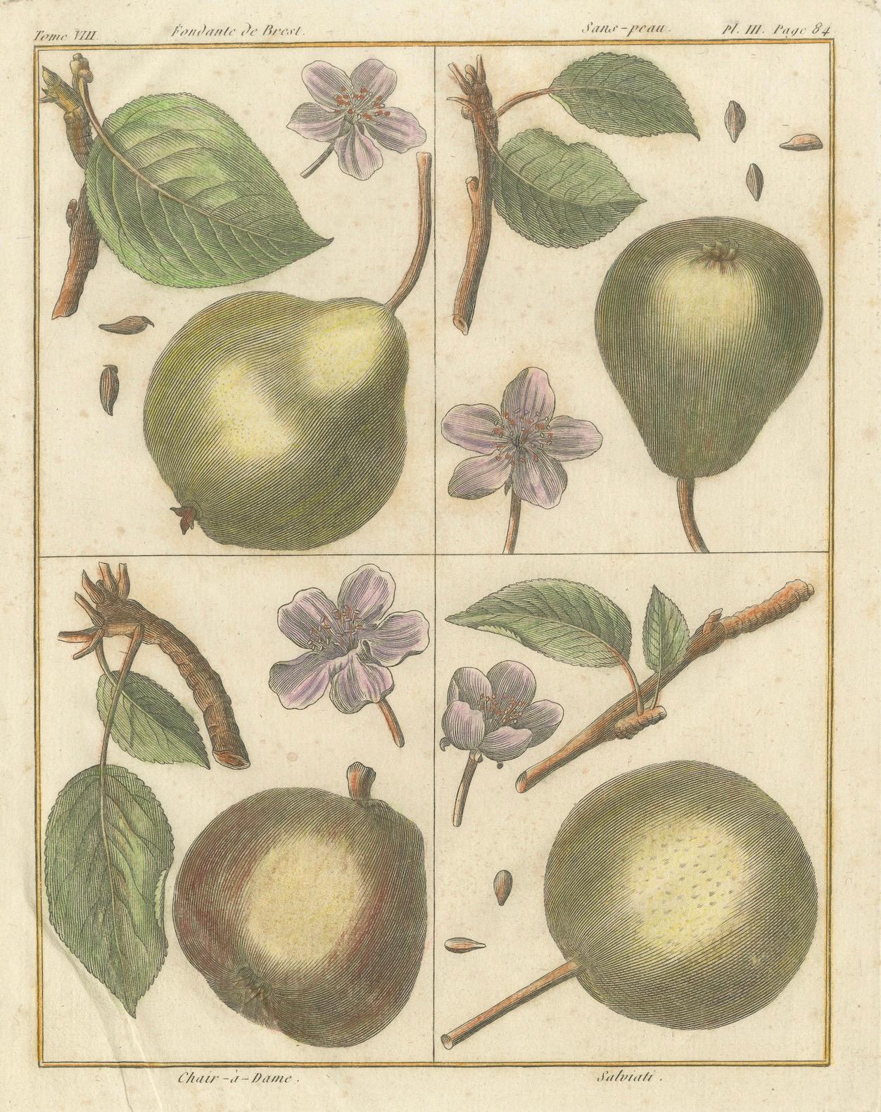 Engraved Vintage Botanical Fruit Prints of Apples, Pears and Peaches, Engravings of c1820 For Sale