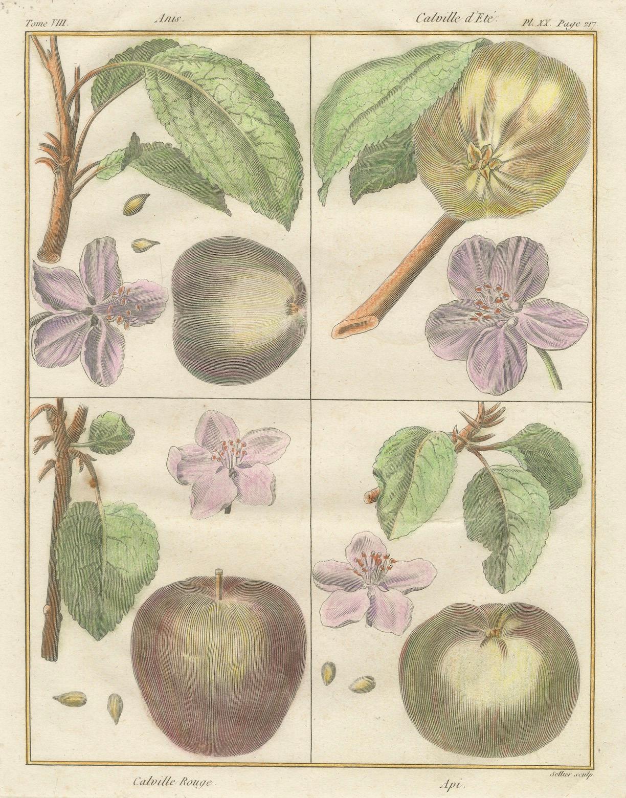 Vintage Botanical Fruit Prints of Apples, Pears and Peaches, Engravings of c1820 In Fair Condition For Sale In Langweer, NL