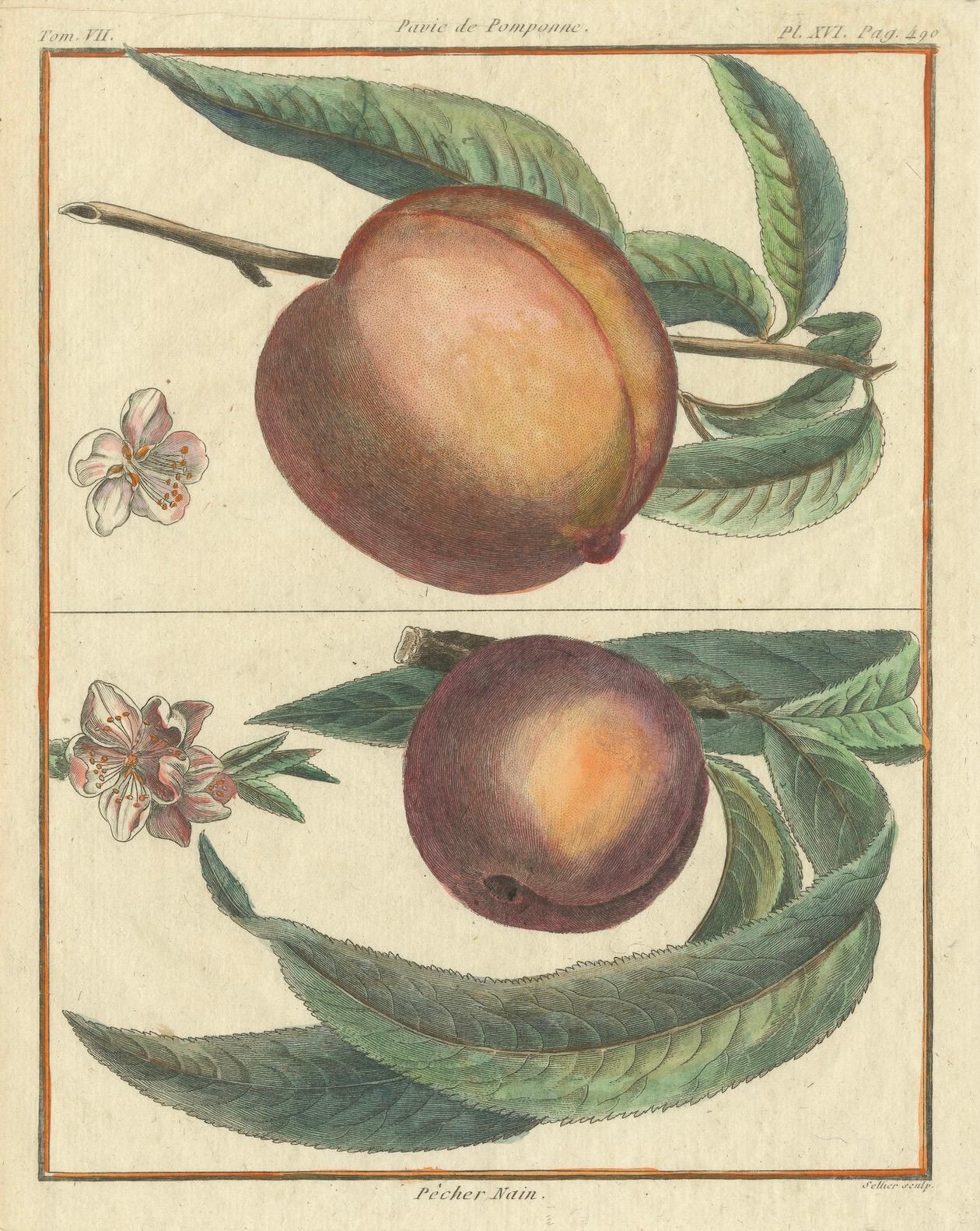Paper Vintage Botanical Fruit Prints of Apples, Pears and Peaches, Engravings of c1820 For Sale