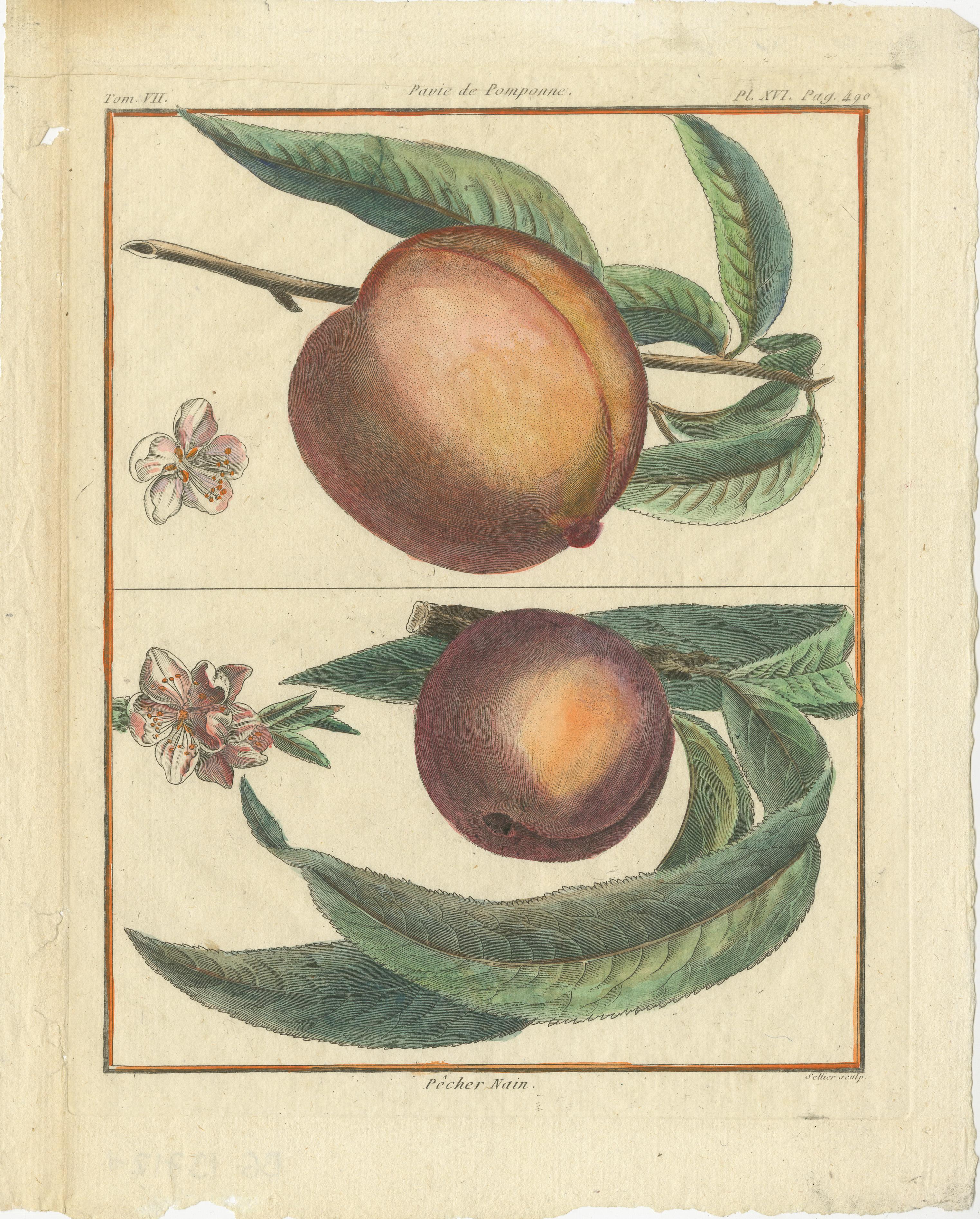 Vintage Botanical Fruit Prints of Apples, Pears and Peaches, Engravings of c1820 For Sale 1