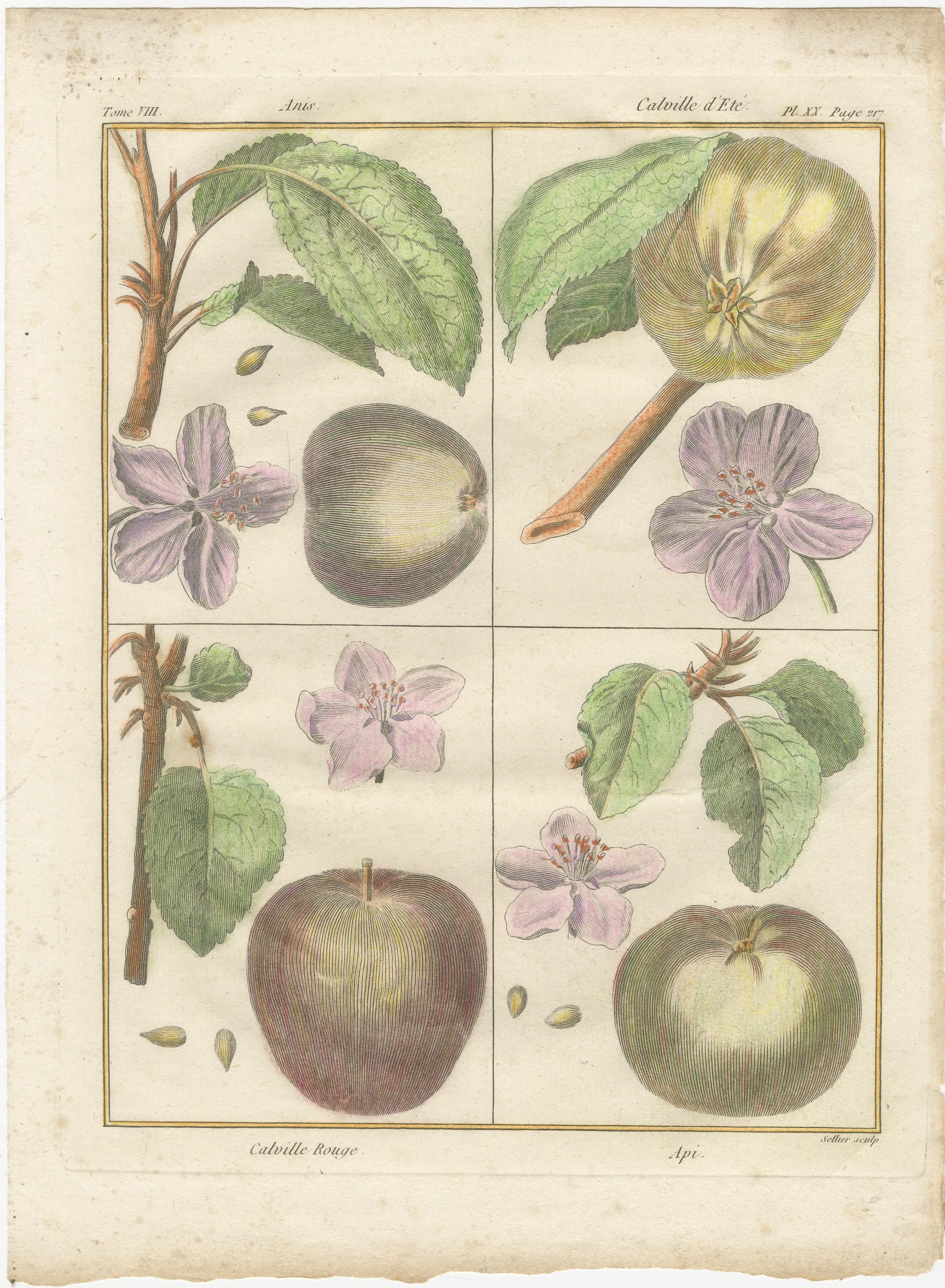 Vintage Botanical Fruit Prints of Apples, Pears and Peaches, Engravings of c1820 For Sale 2