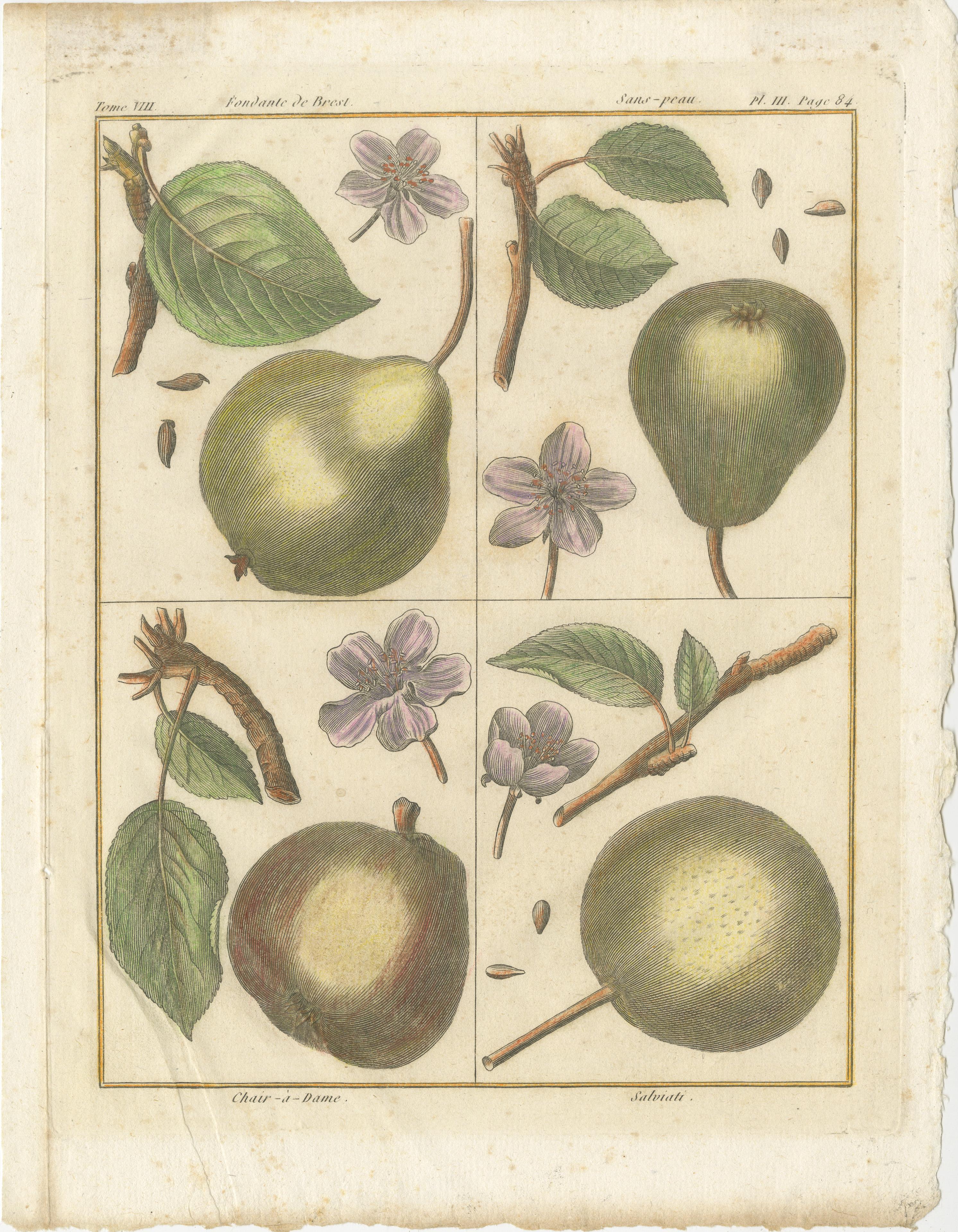 Vintage Botanical Fruit Prints of Apples, Pears and Peaches, Engravings of c1820 For Sale 3