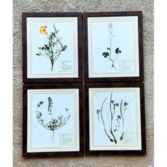 Vintage Botanical Herbarium Prints in Wood Frames - Set of 4