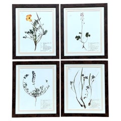 Vintage Botanical Herbarium Prints in Wood Frames - Set of 4