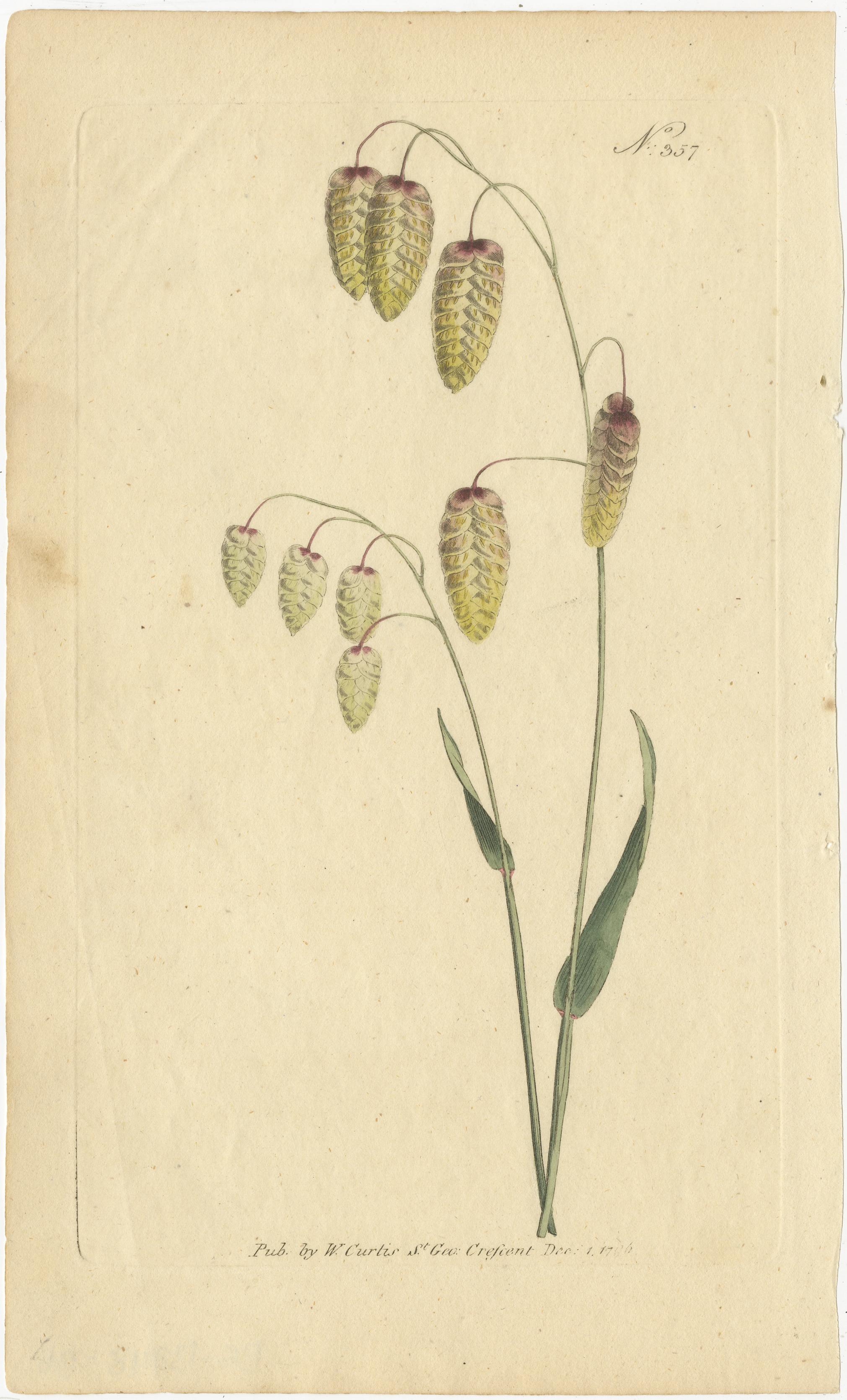 The botanical illustrations are the work of Sydenham Edwards, a prolific botanical artist known for his detailed and vibrant illustrations. These engravings were published by William Curtis in various botanical magazines, including 