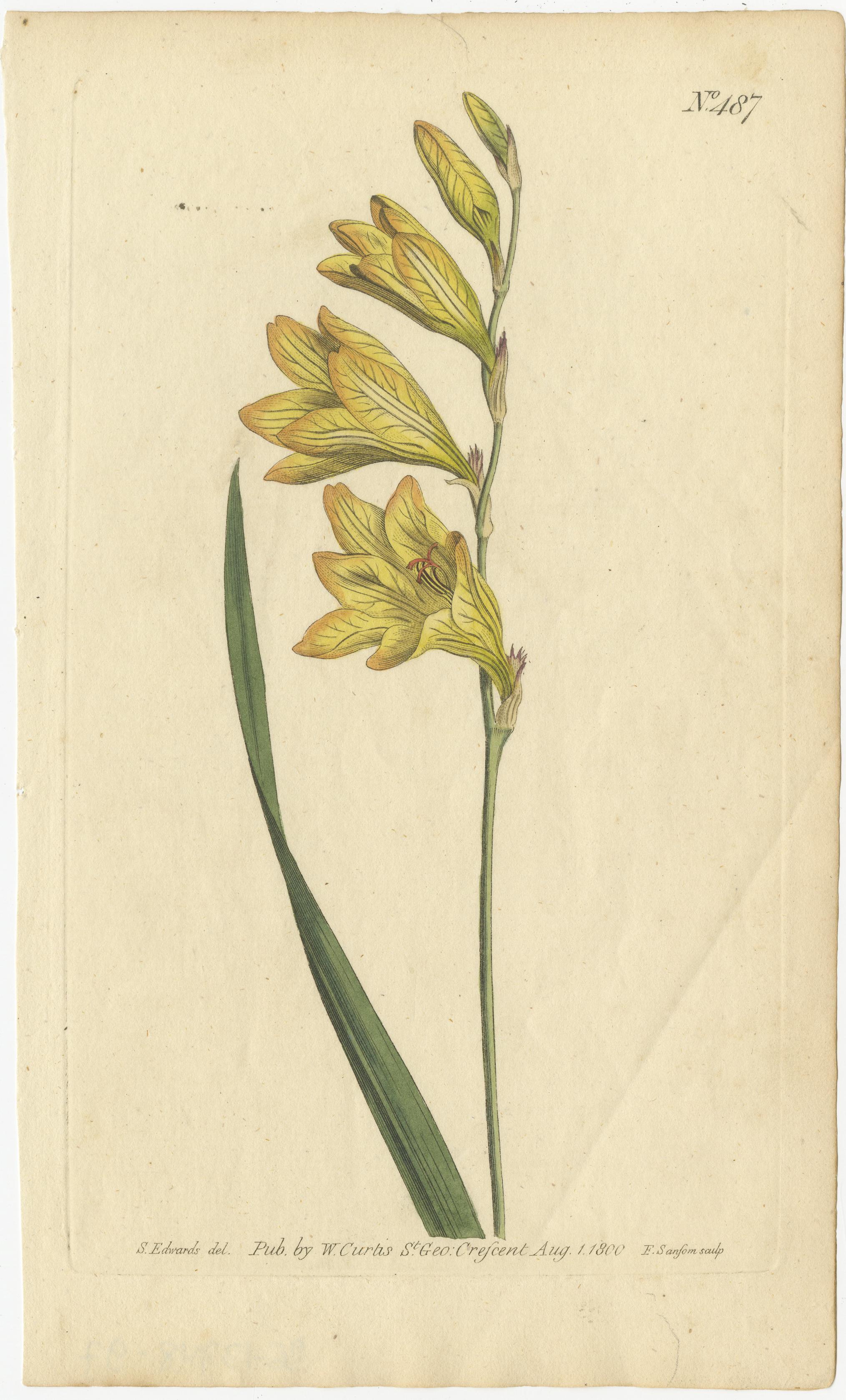 Vintage Botanical Illustrations of Medicinal and Ornamental Plants, circa 1800 In Good Condition In Langweer, NL