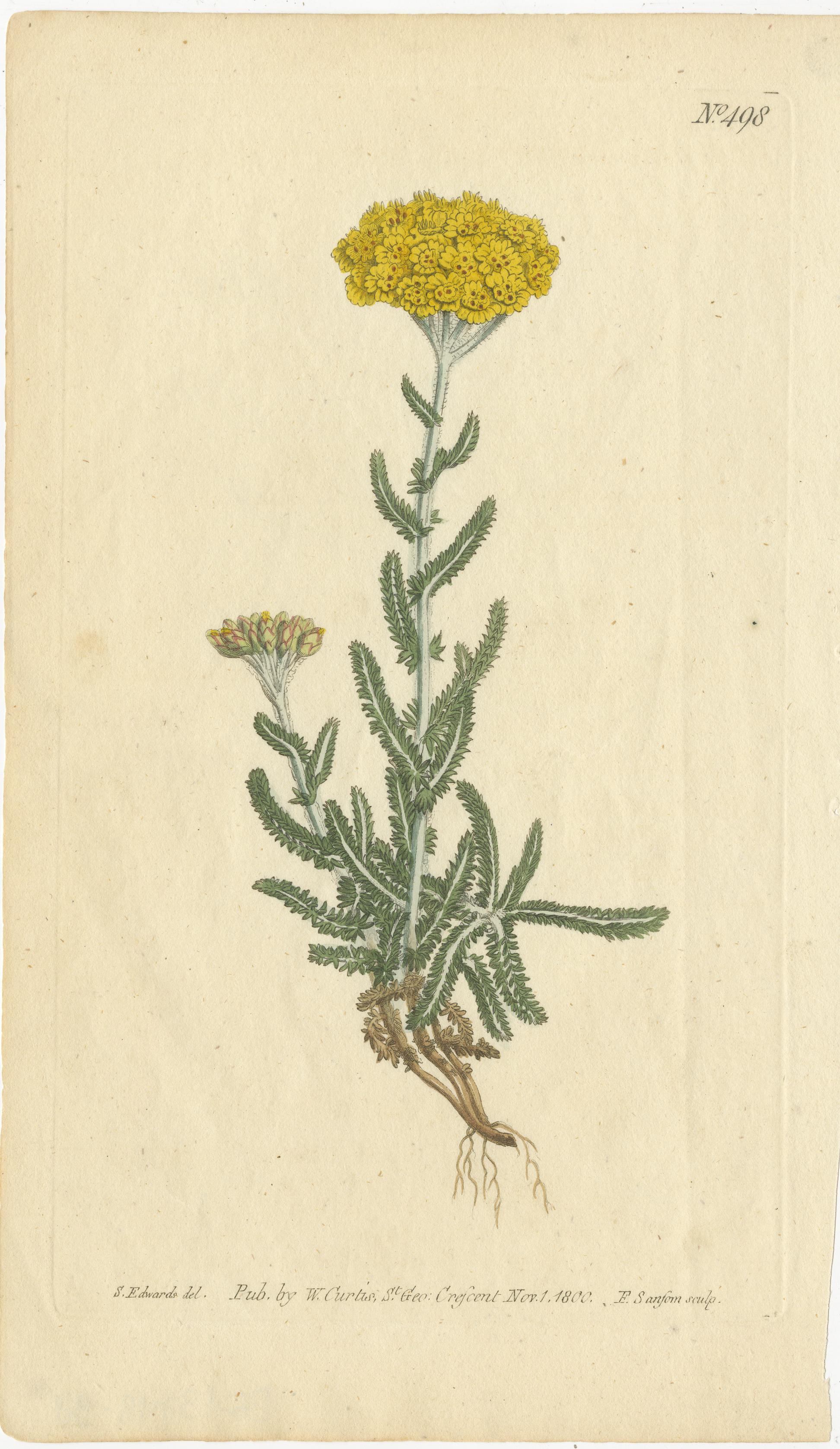 Early 19th Century Vintage Botanical Illustrations of Medicinal and Ornamental Plants, circa 1800