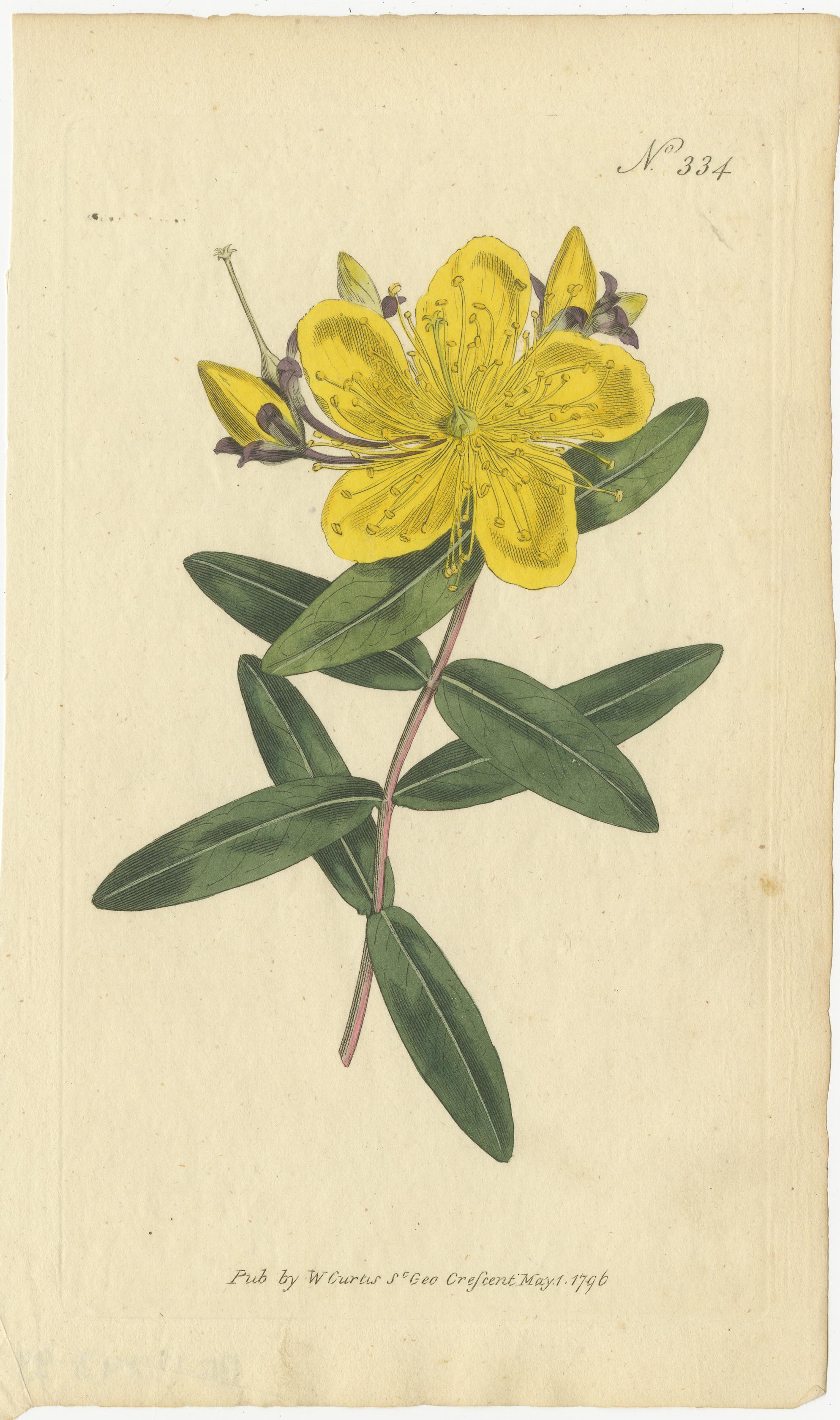 Paper Vintage Botanical Illustrations of Medicinal and Ornamental Plants, circa 1800