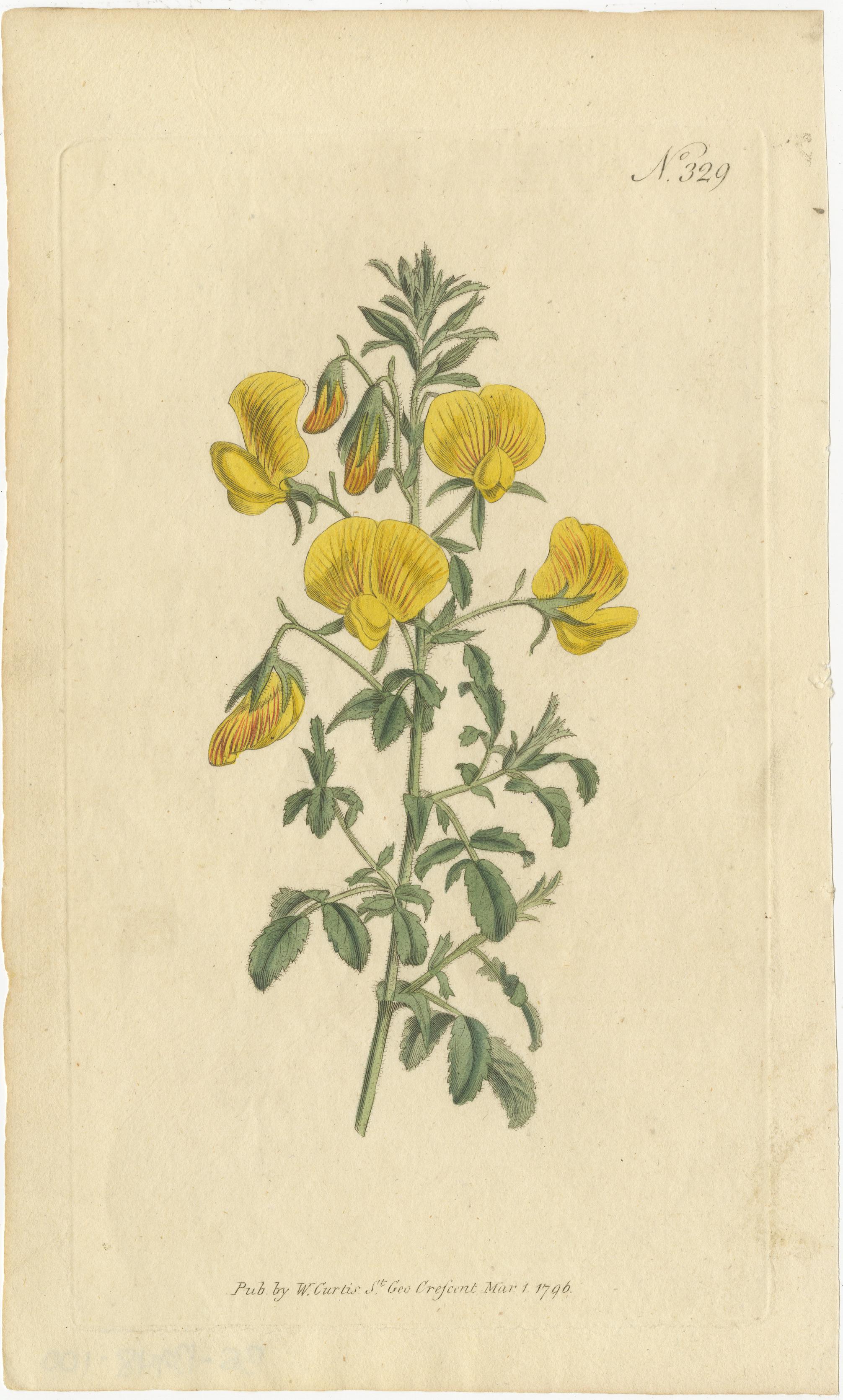 Vintage Botanical Illustrations of Medicinal and Ornamental Plants, circa 1800 1
