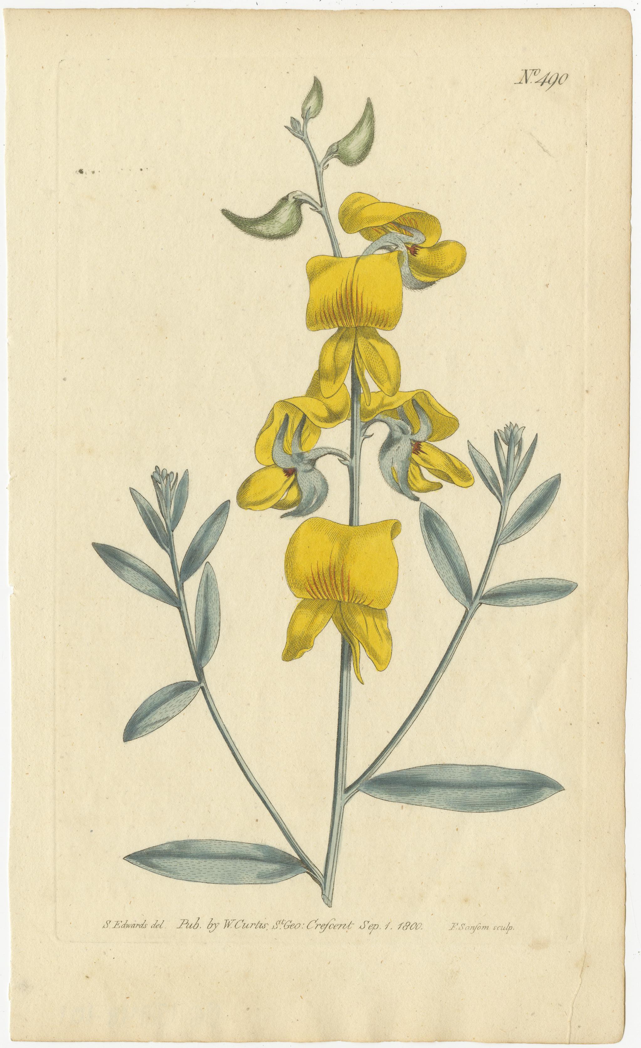 Vintage Botanical Illustrations of Medicinal and Ornamental Plants, circa 1800 2