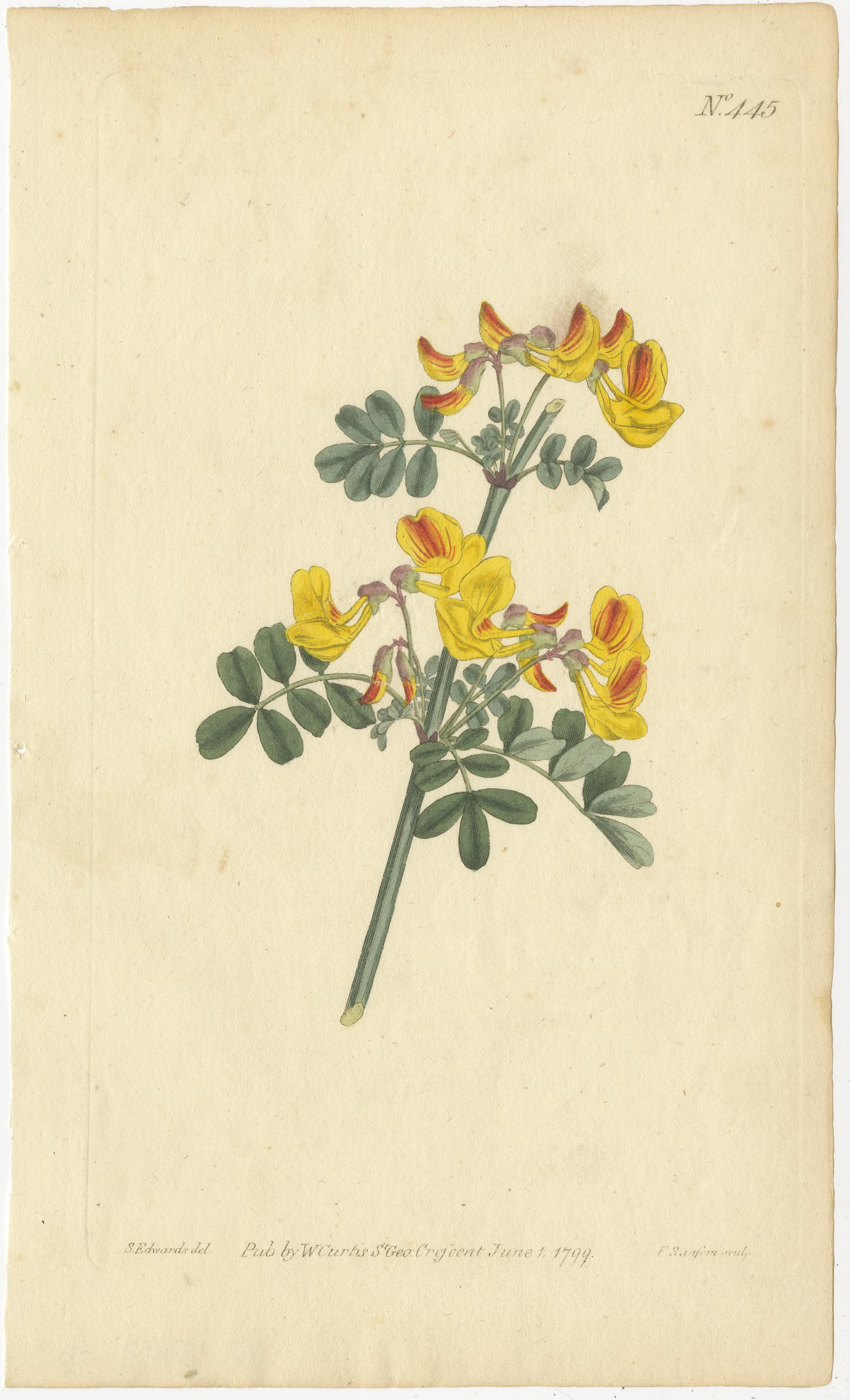 Vintage Botanical Illustrations of Medicinal and Ornamental Plants, circa 1800 3