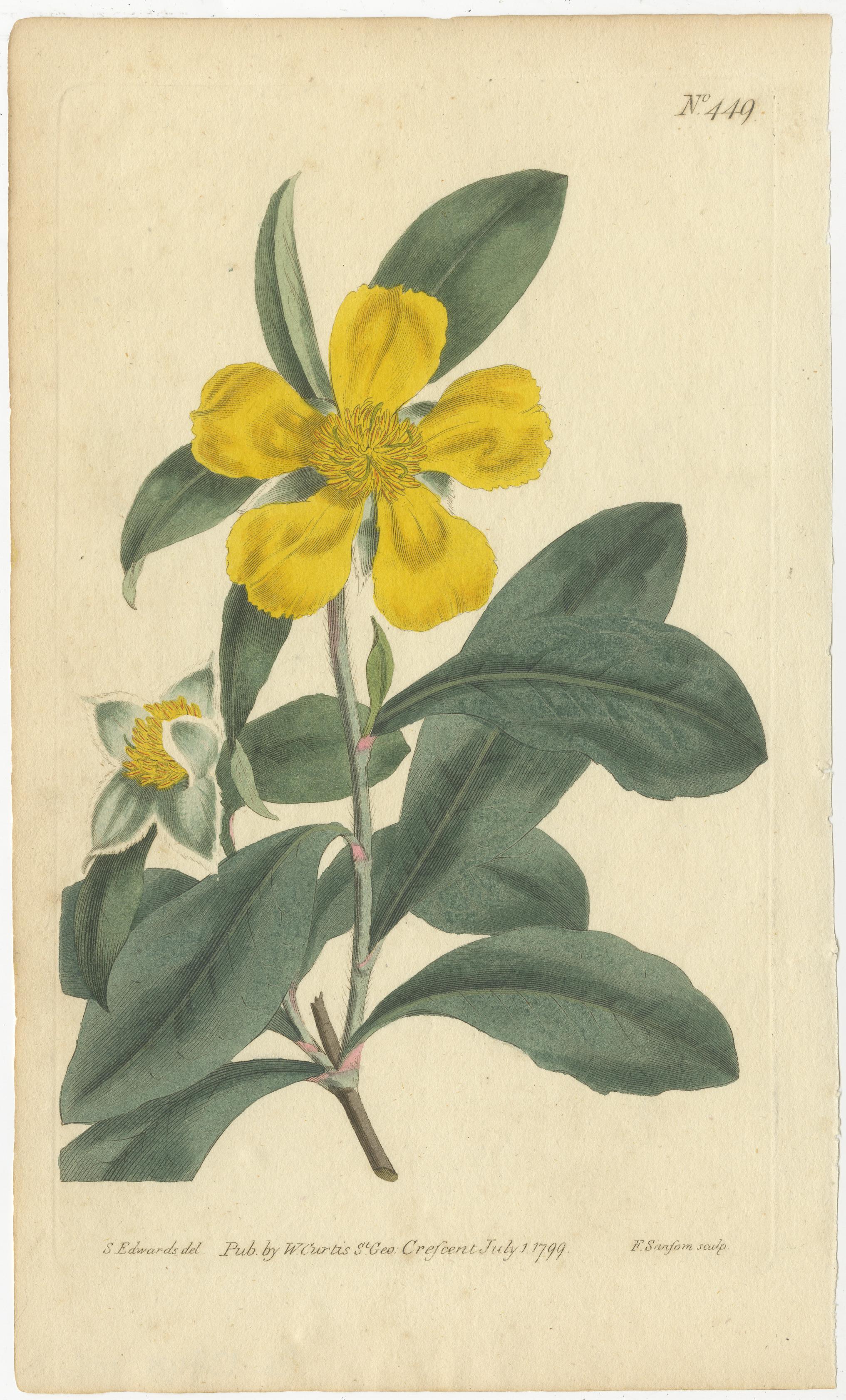 Vintage Botanical Illustrations of Medicinal and Ornamental Plants, circa 1800 4