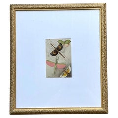Vintage Botanical Insect Study in Gilt Frame