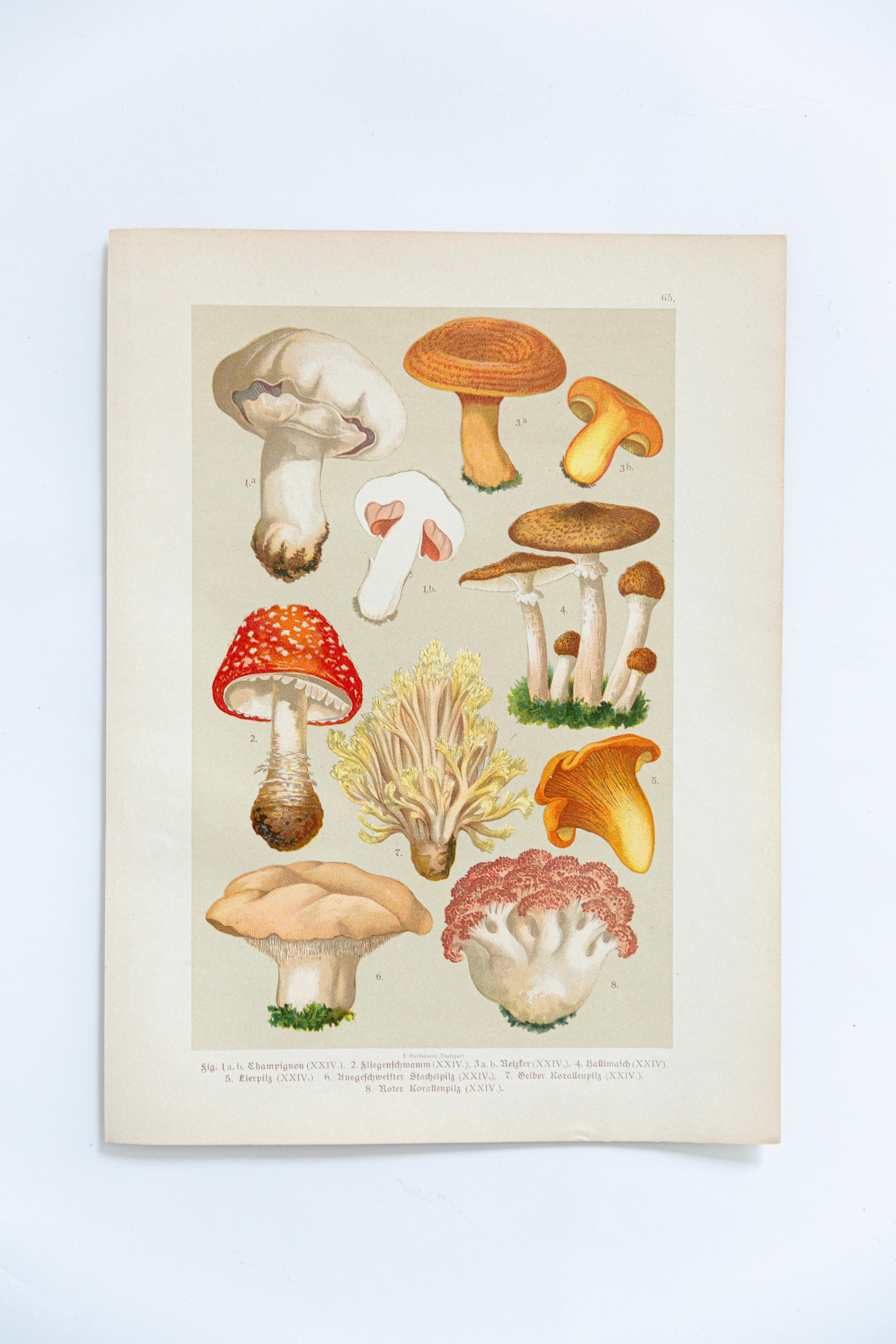Botanischer Pilzillustrationsdruck, herausgegeben von E. Hochdanz, Stuttgart (Deutschland), ca. Ende des 19. - Anfang des 20. Jahrhunderts, mit sorgfältig handkolorierten Darstellungen verschiedener Pilzarten. Die Tafel enthält deutsche und