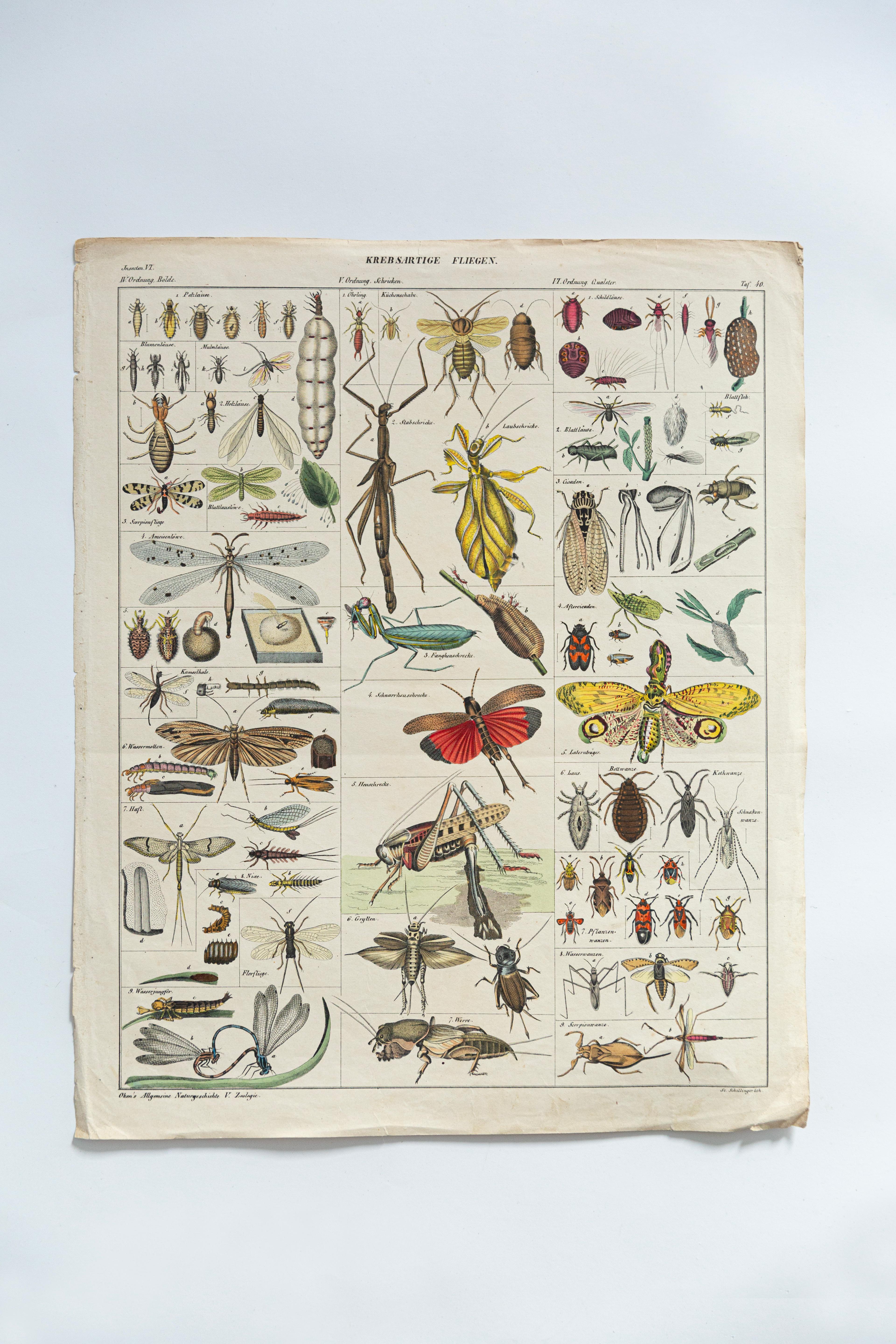 Antike entomologische Illustrationstafel, die eine Vielzahl von Insekten und Gliederfüßern zeigt, gedruckt in Deutschland und mit originaler deutscher wissenschaftlicher Nomenklatur. Diese wahrscheinlich im späten 19. oder frühen 20. Jahrhundert