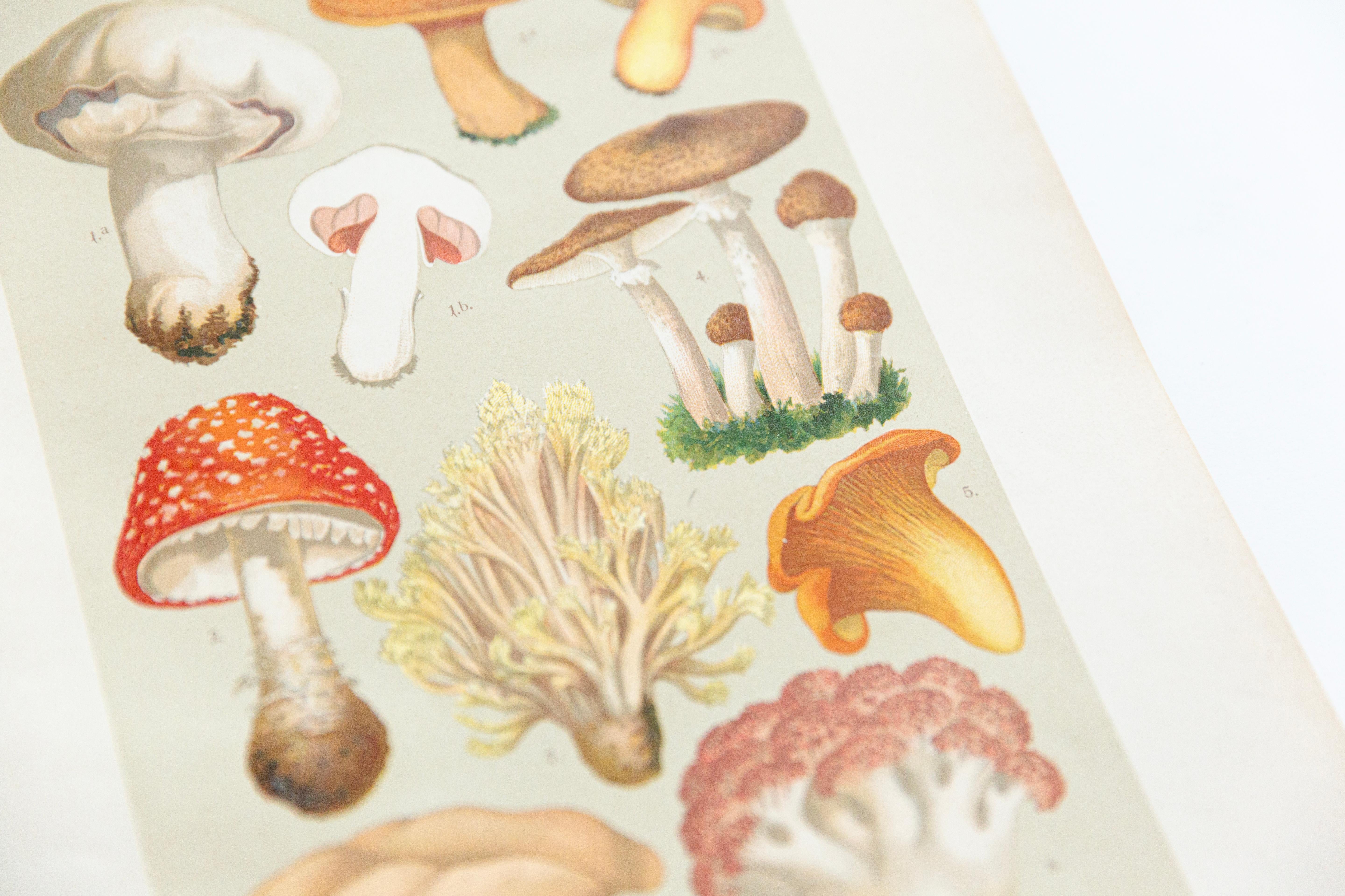 Botanische Pilzillustration, Vintage By, von E. Hochdanz, Stuttgart, Deutschland (Bauhaus) im Angebot