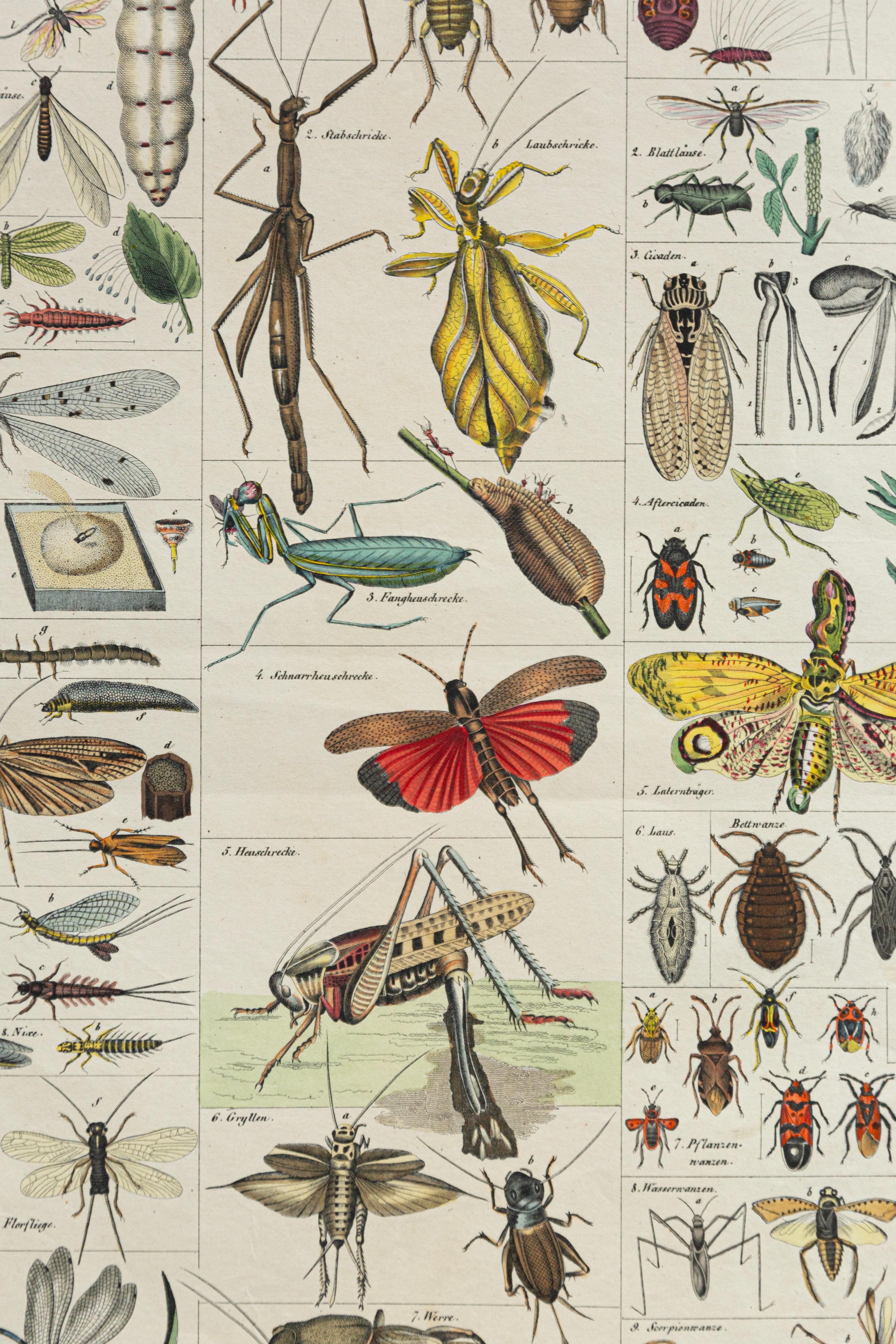 Botanische Pilzillustration, Vintage By, von E. Hochdanz, Stuttgart, Deutschland (Bauhaus) im Angebot
