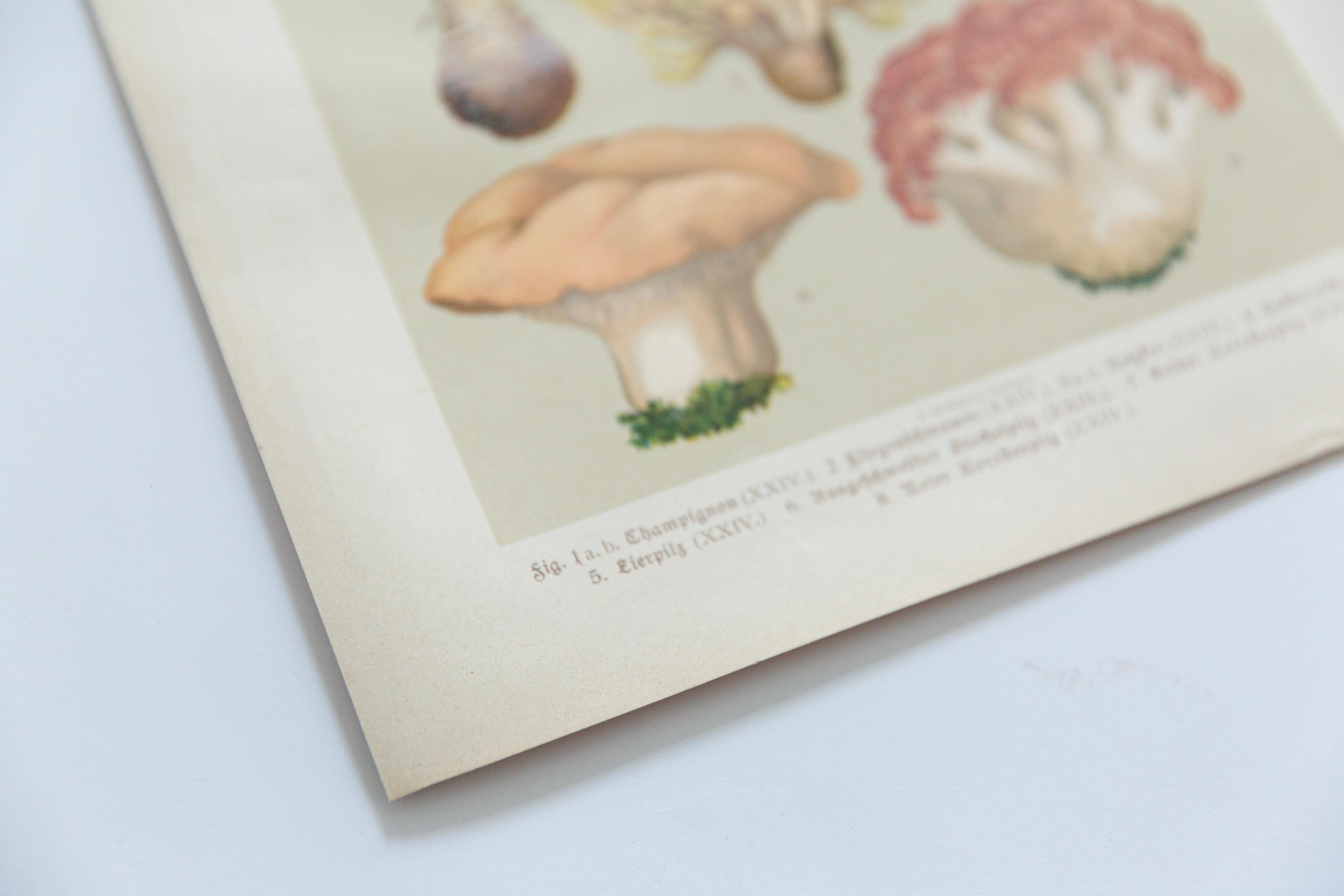 Botanische Pilzillustration, Vintage By, von E. Hochdanz, Stuttgart, Deutschland im Zustand „Gut“ im Angebot in 05-080 Hornowek, PL