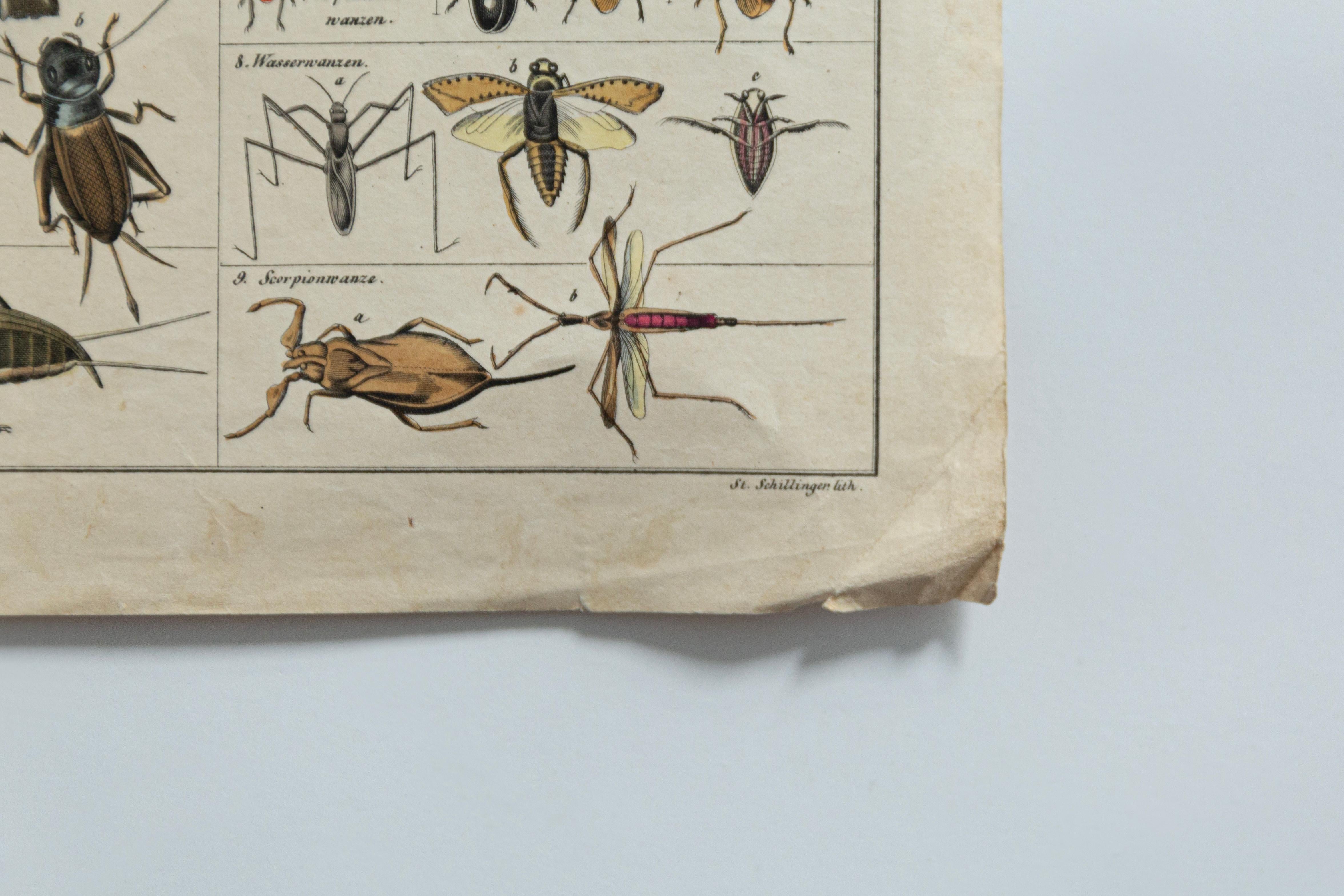 Botanische Pilzillustration, Vintage By, von E. Hochdanz, Stuttgart, Deutschland im Zustand „Gut“ im Angebot in 05-080 Hornowek, PL