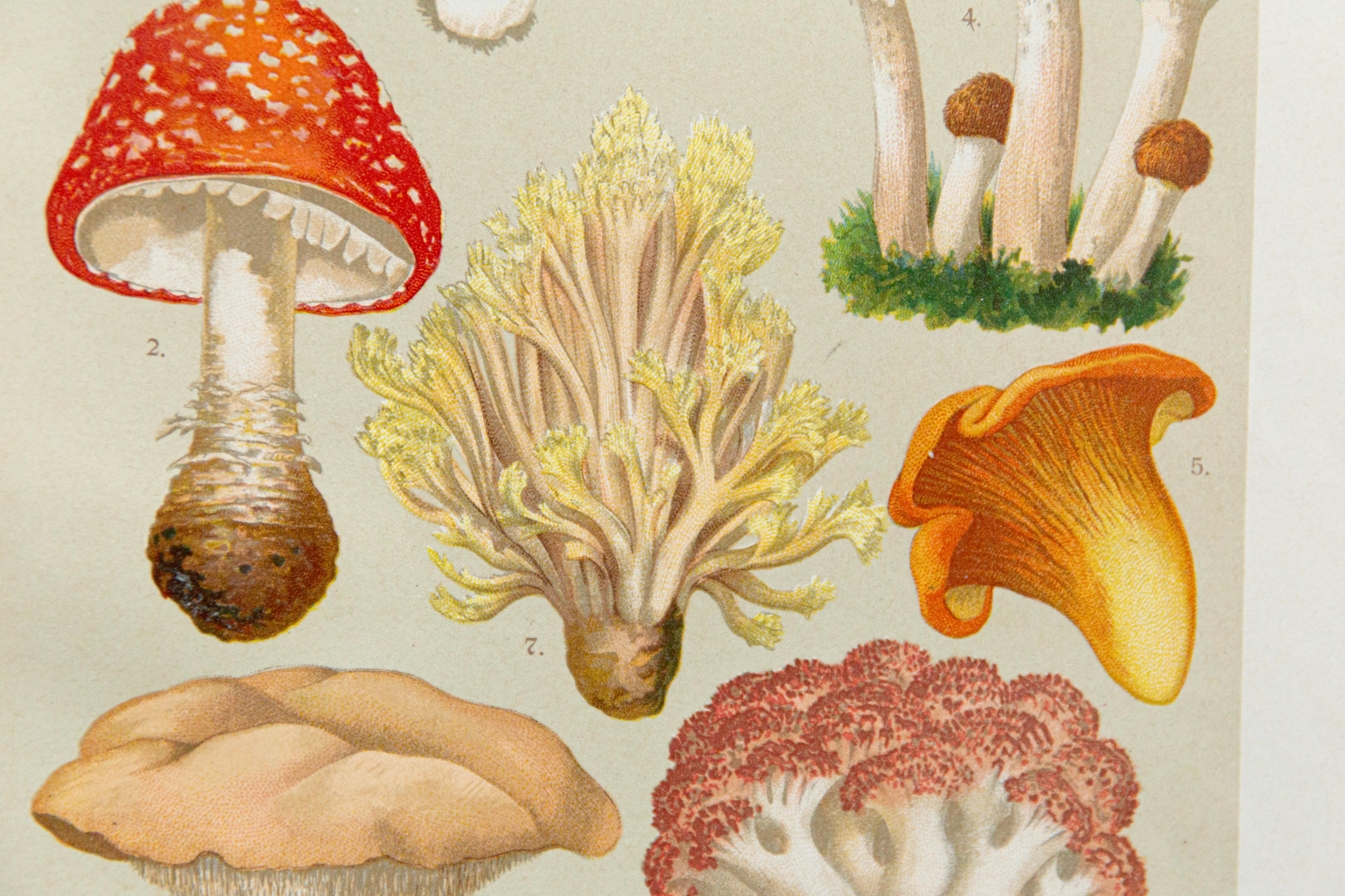 Botanische Pilzillustration, Vintage By, von E. Hochdanz, Stuttgart, Deutschland (19. Jahrhundert) im Angebot