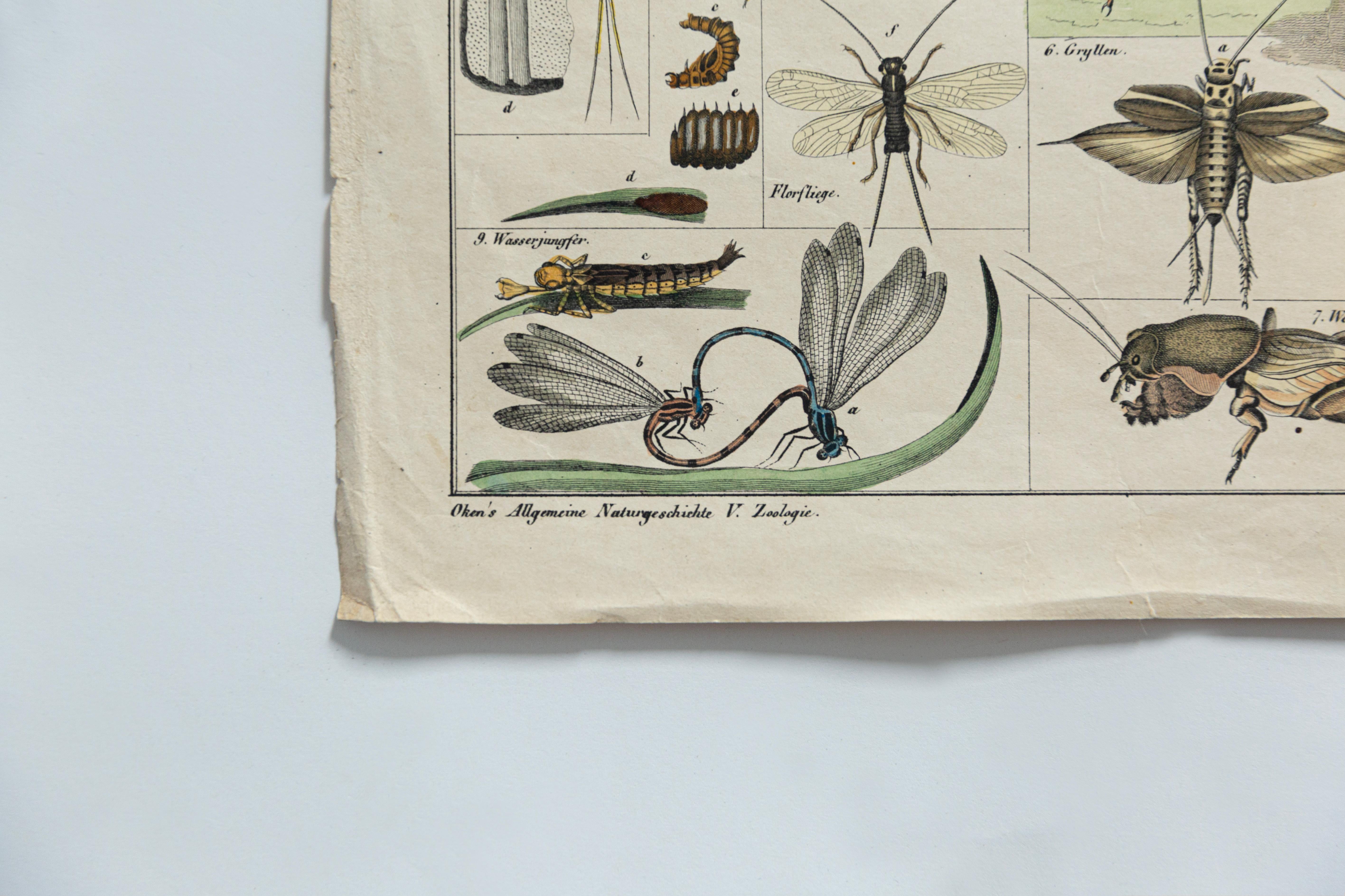 Botanische Pilzillustration, Vintage By, von E. Hochdanz, Stuttgart, Deutschland (19. Jahrhundert) im Angebot