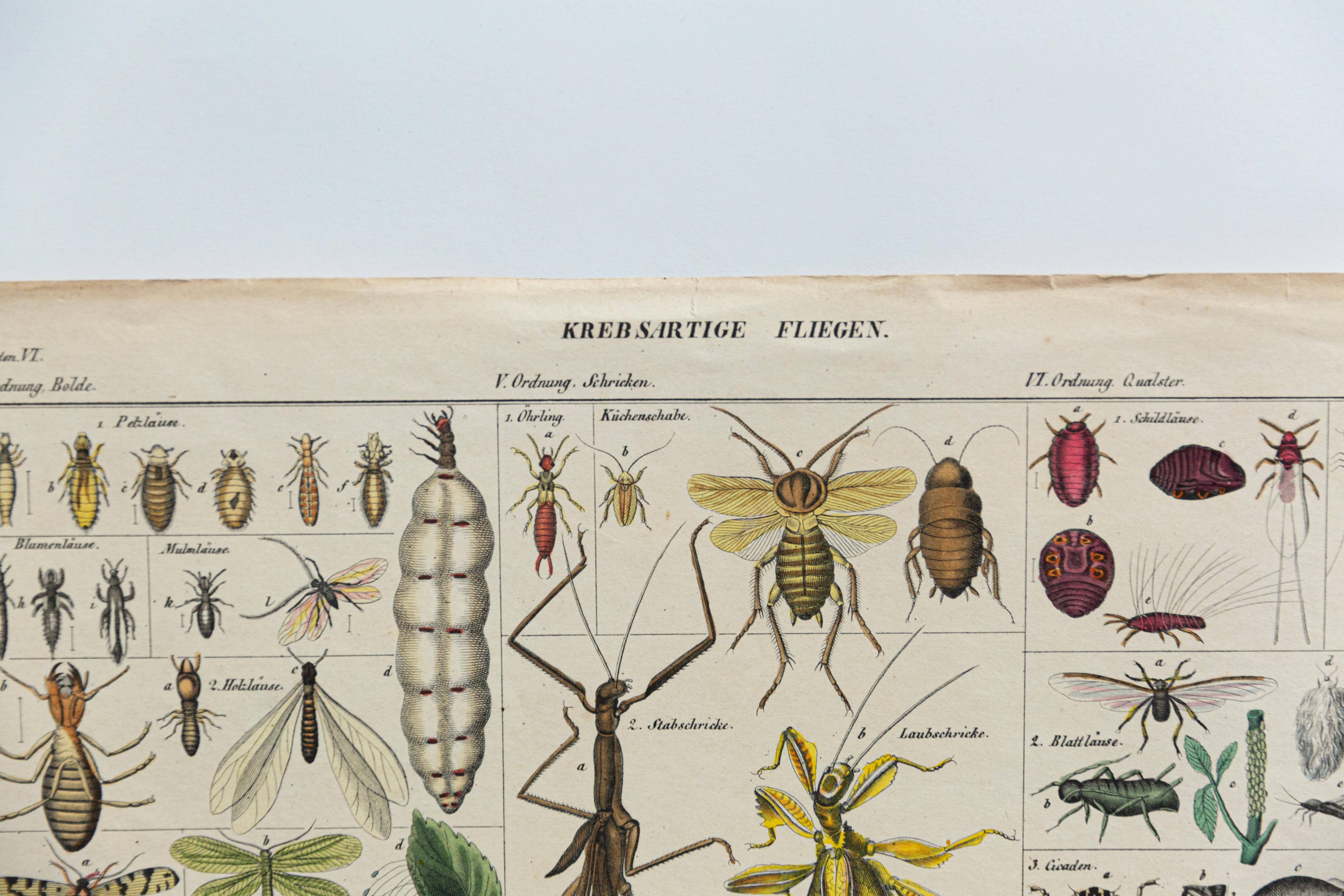 Botanische Pilzillustration, Vintage By, von E. Hochdanz, Stuttgart, Deutschland (Papier) im Angebot