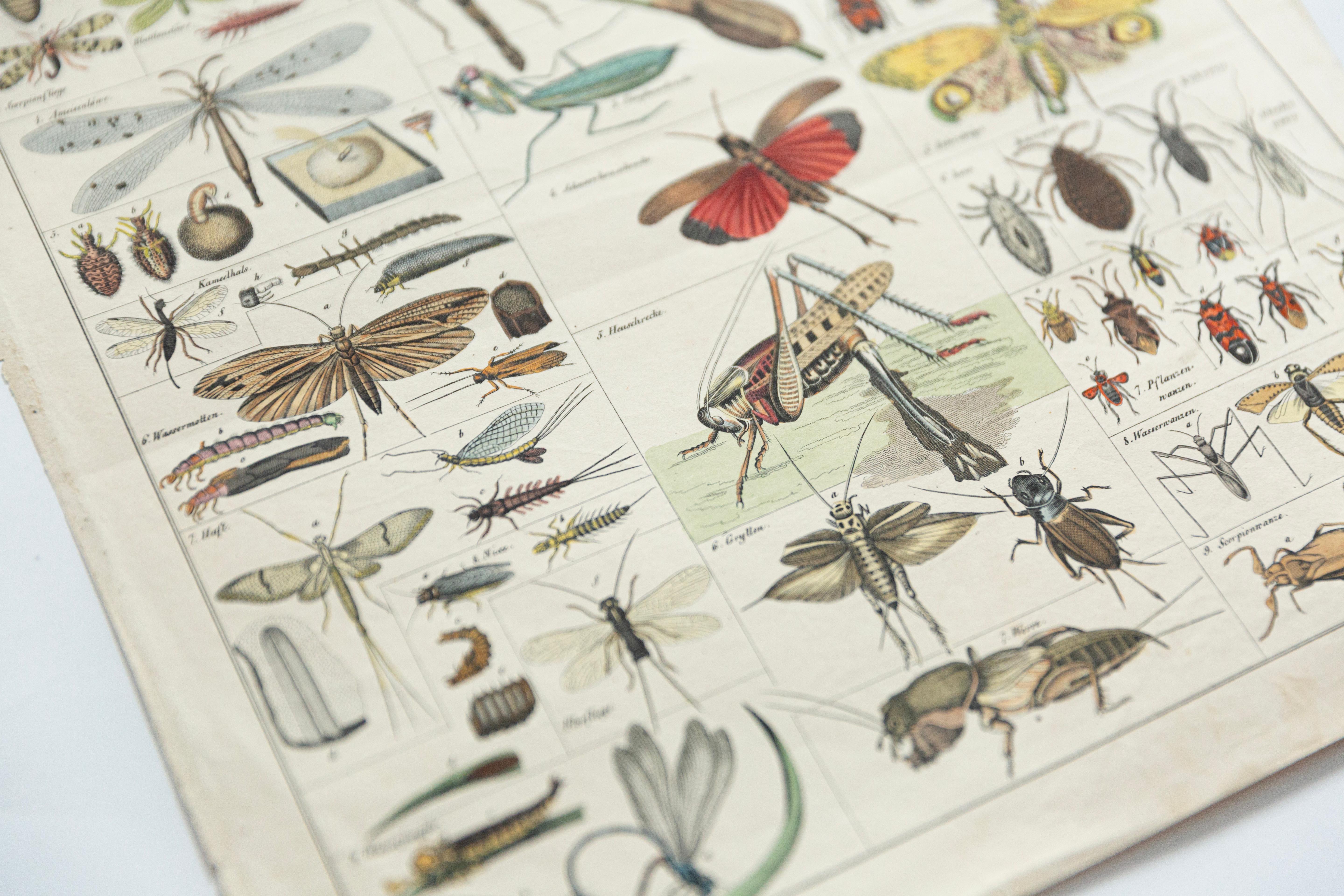 Botanische Pilzillustration, Vintage By, von E. Hochdanz, Stuttgart, Deutschland im Angebot 1