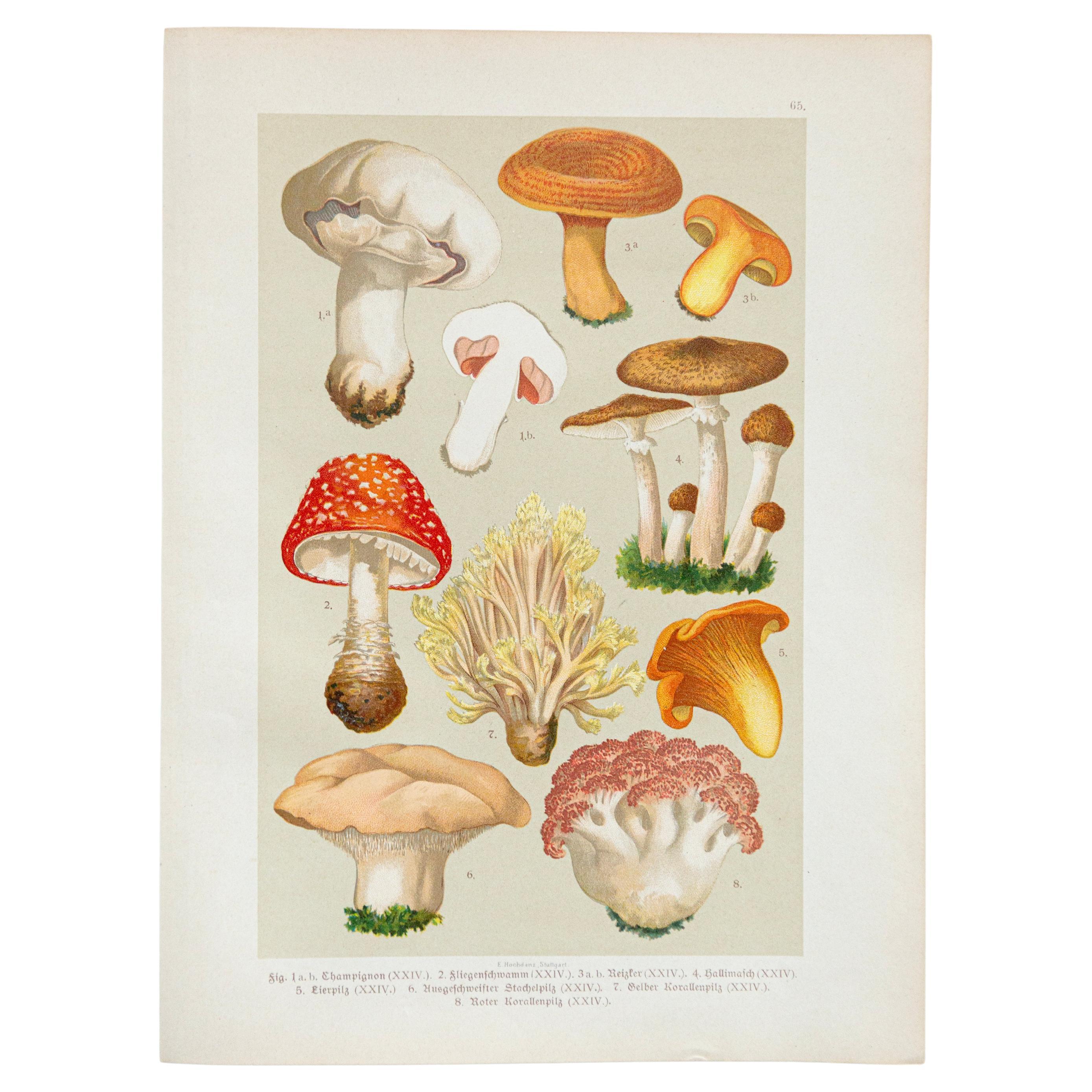 Illustration vintage de champignons botaniques, par E. Hochdanz, Stuttgart, Allemagne