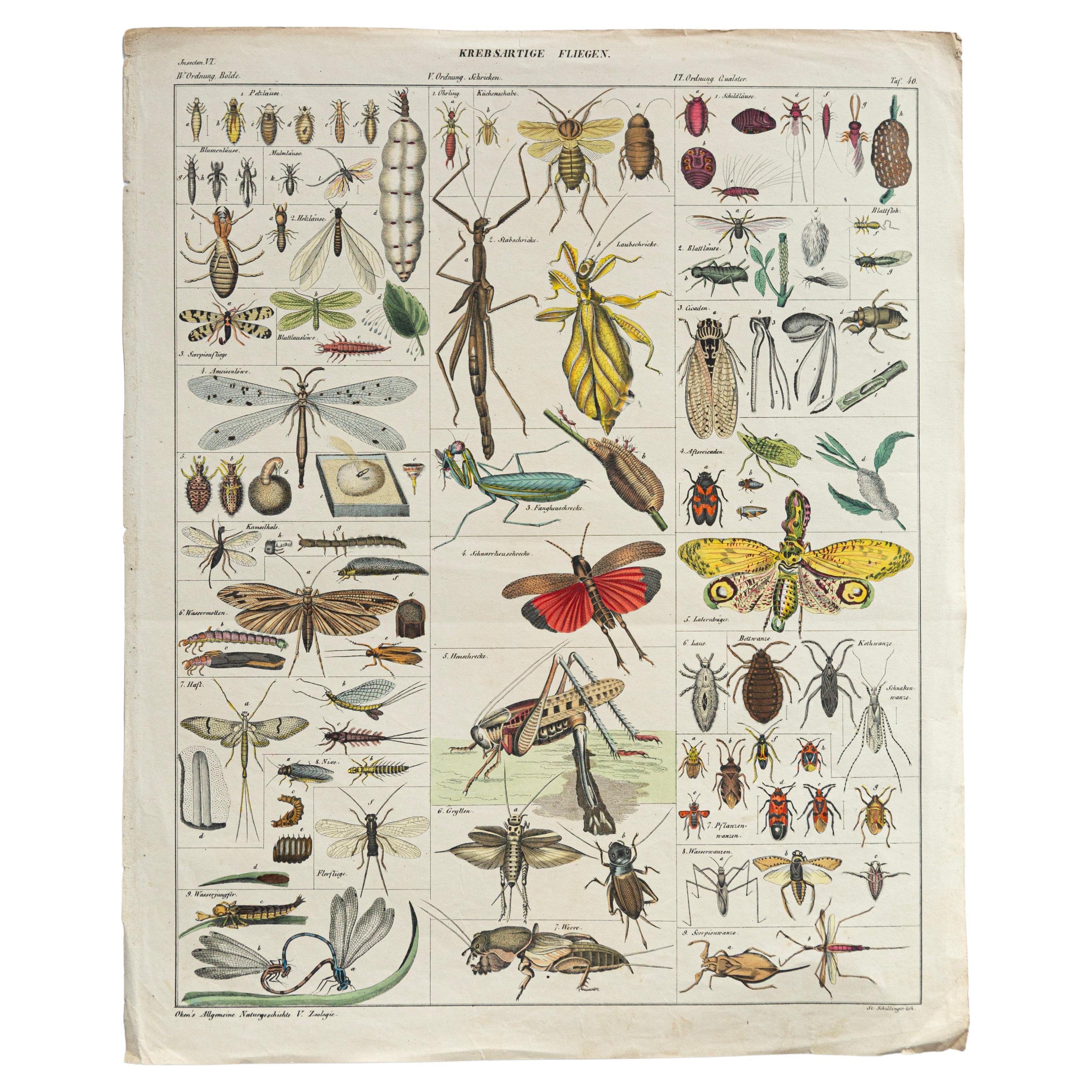 Botanische Pilzillustration, Vintage By, von E. Hochdanz, Stuttgart, Deutschland im Angebot