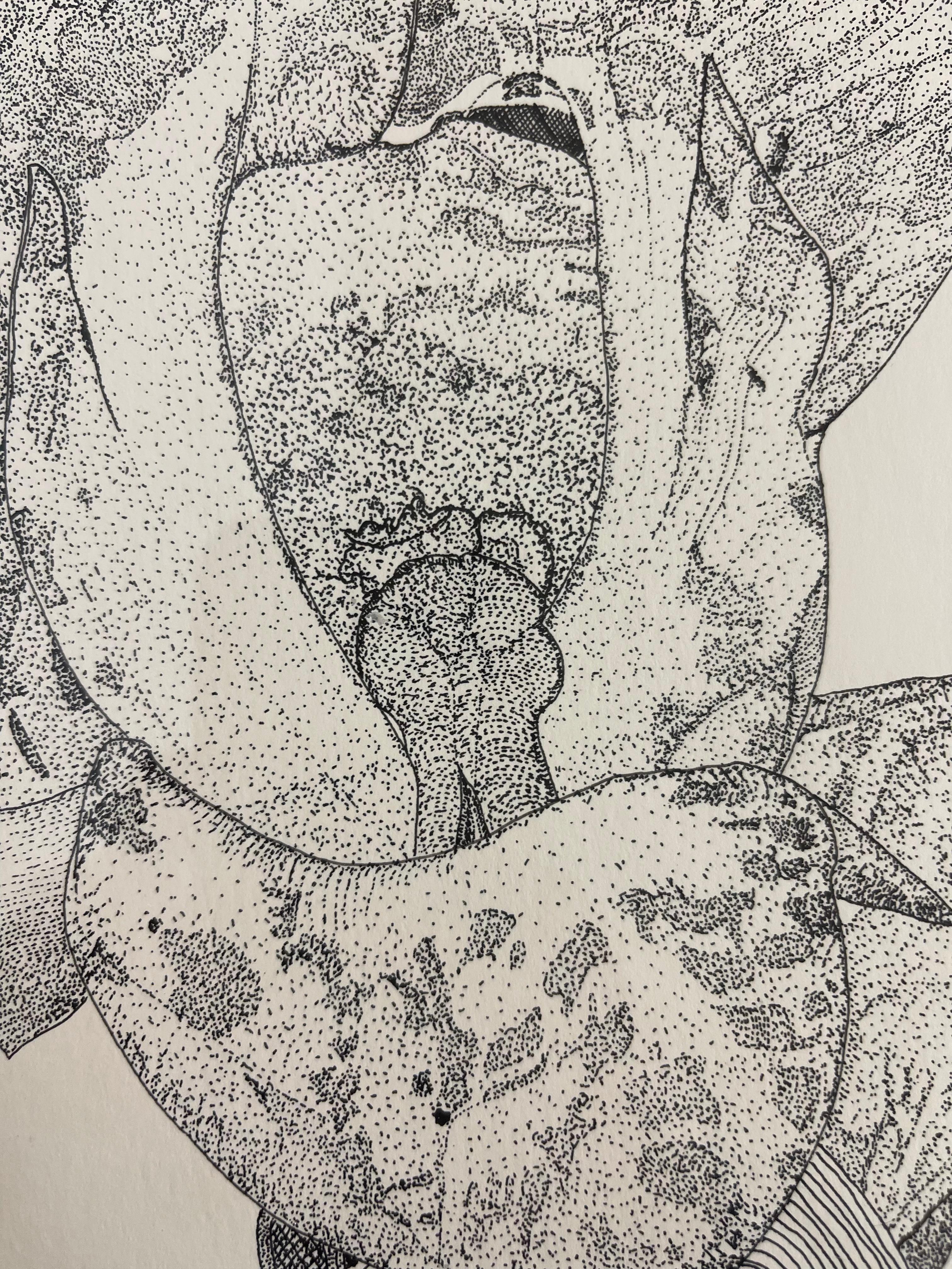 Metallo Disegno botanico d'epoca a penna e inchiostro di un fiore di orchidea, incorniciato in bianco e nero in vendita
