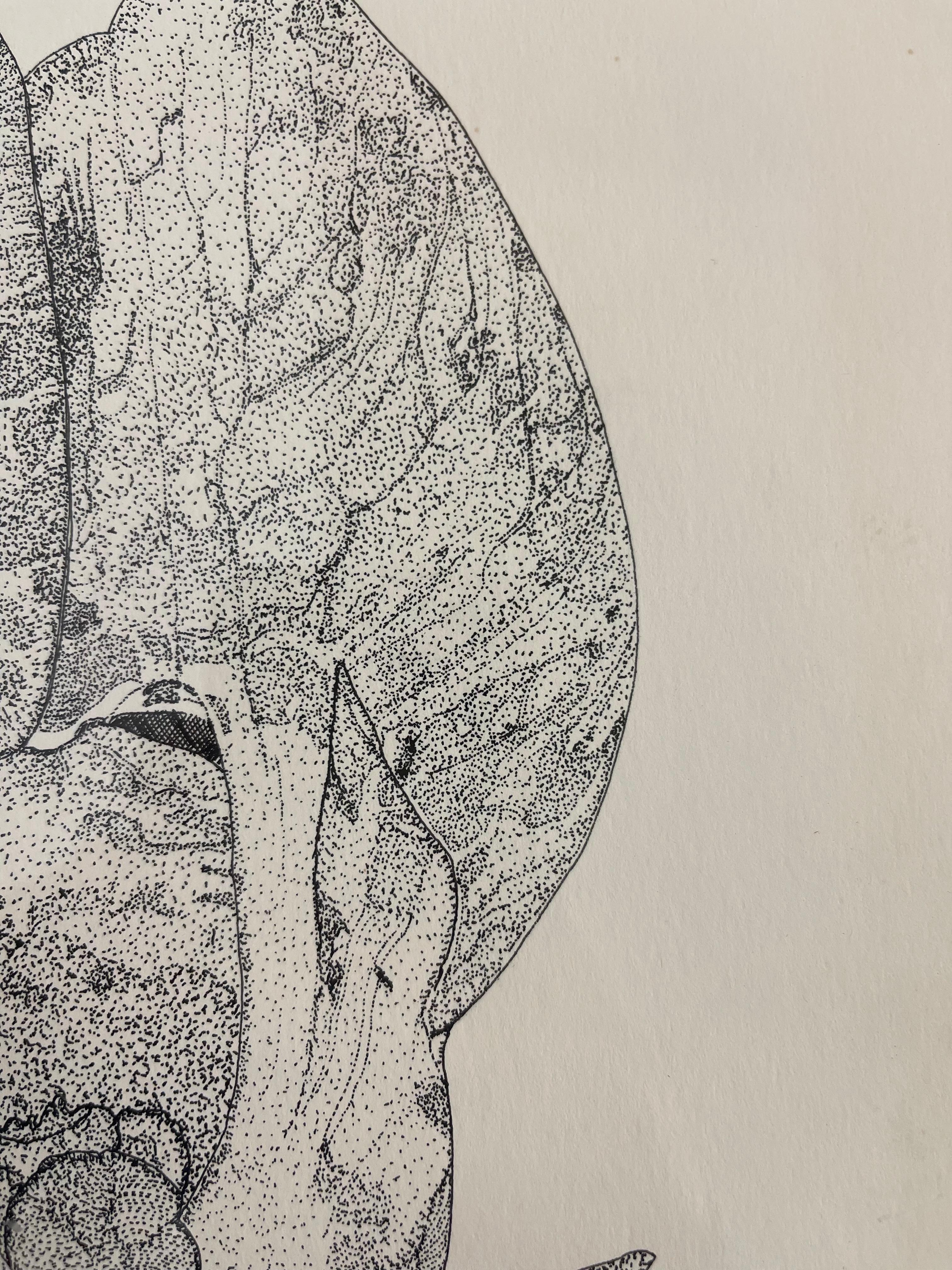 Disegno botanico d'epoca a penna e inchiostro di un fiore di orchidea, incorniciato in bianco e nero in vendita 1