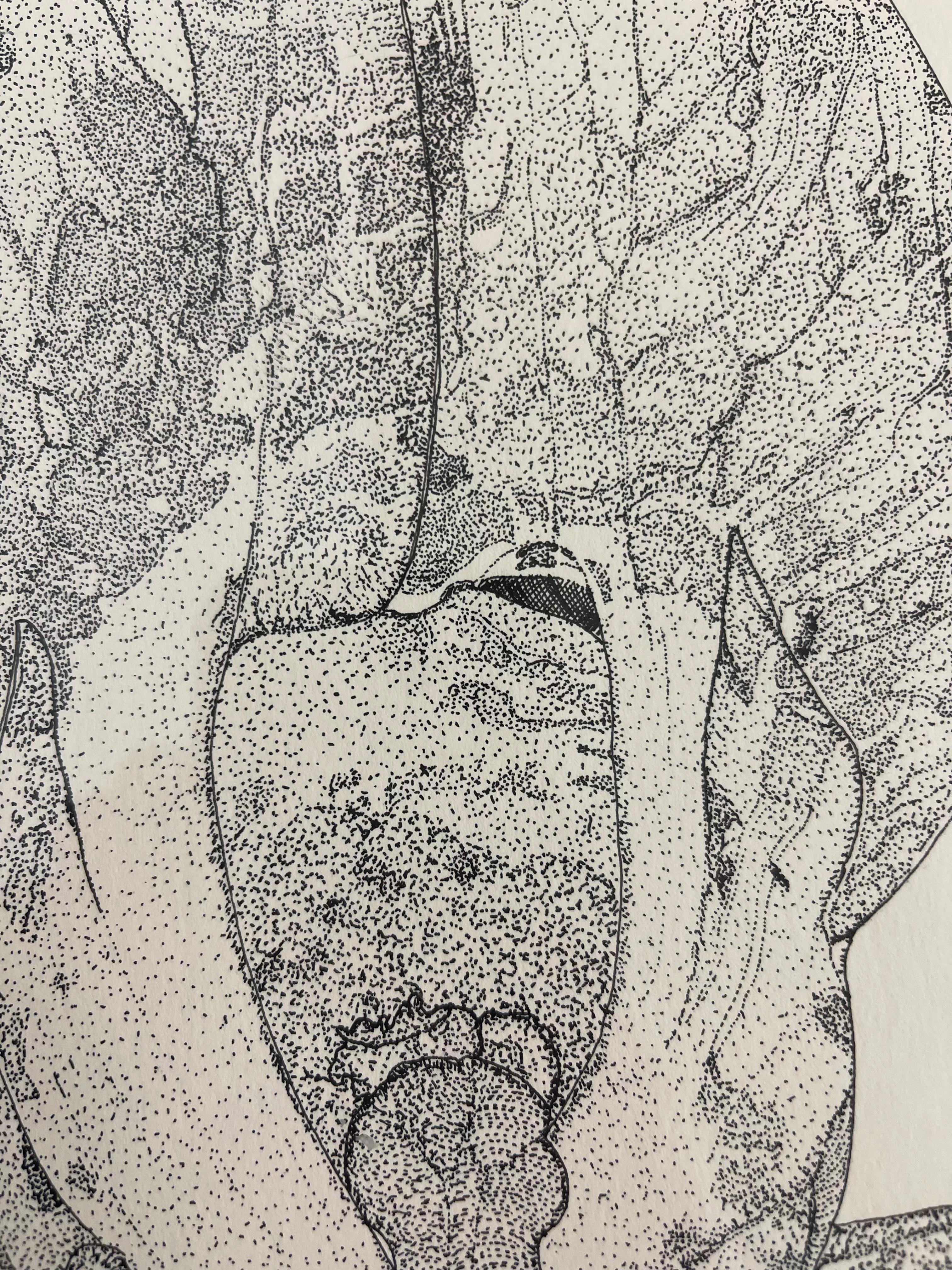 Disegno botanico d'epoca a penna e inchiostro di un fiore di orchidea, incorniciato in bianco e nero in vendita 2