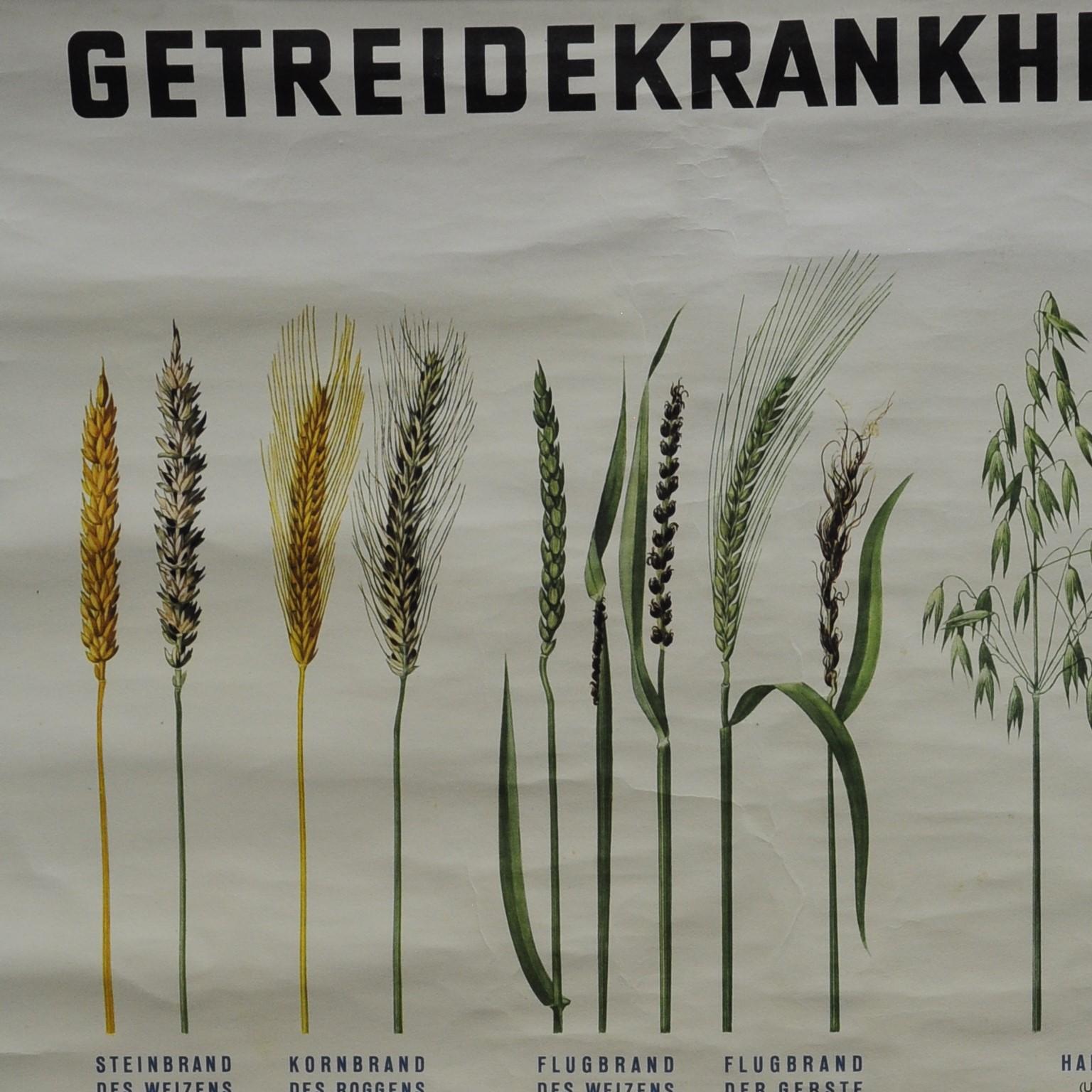 Eine aufrollbare botanische Wandtafel im Vintage-Stil zeigt verschiedene Arten von Pflanzenkrankheiten. Sie wurde von der Bundesanstalt für Pflanzenschutz, Wien, herausgegeben. Farbenfroher Druck auf mit Leinwand verstärktem