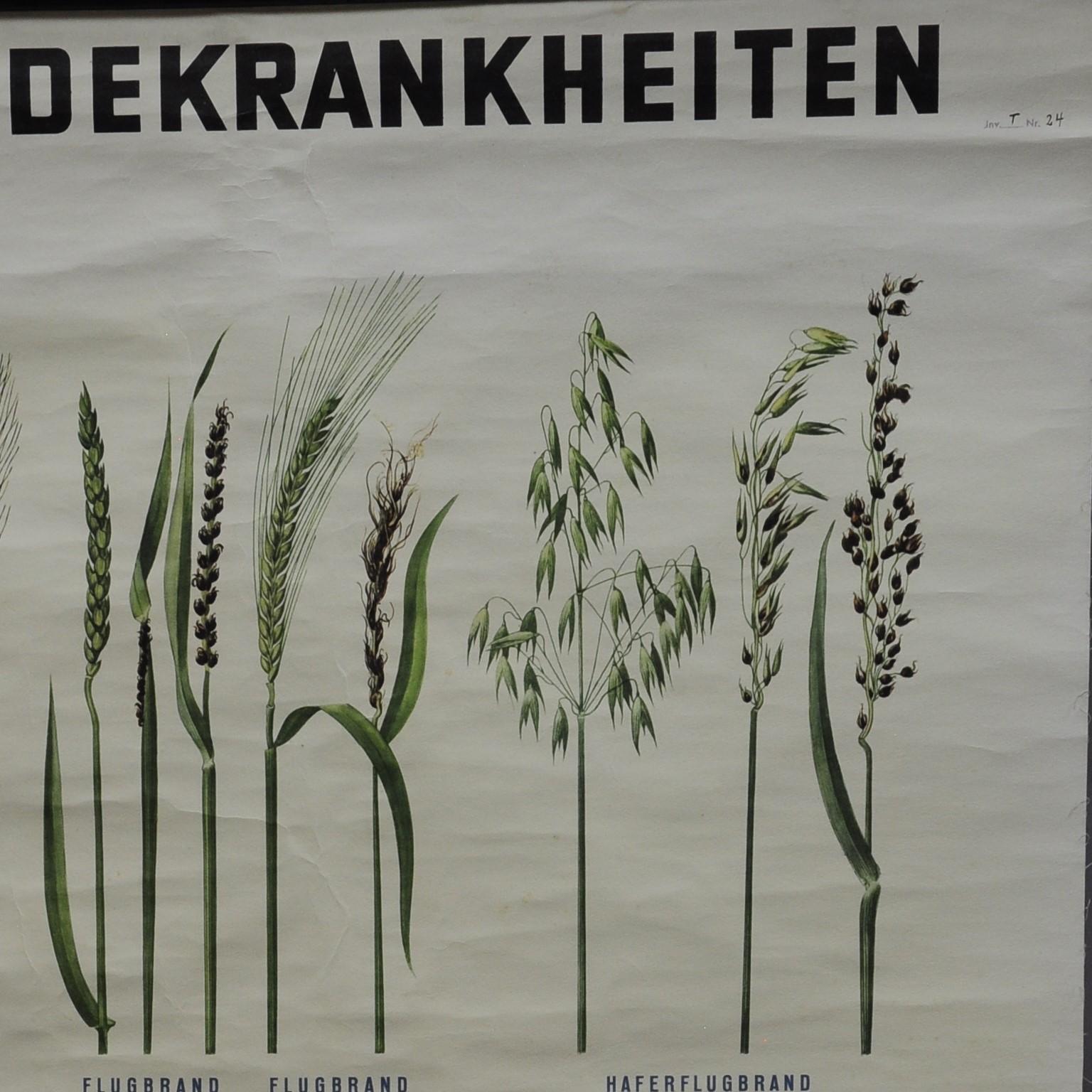 botanisches Wandplakat „Push Down“ über Krückenkrankheiten (Land) im Angebot