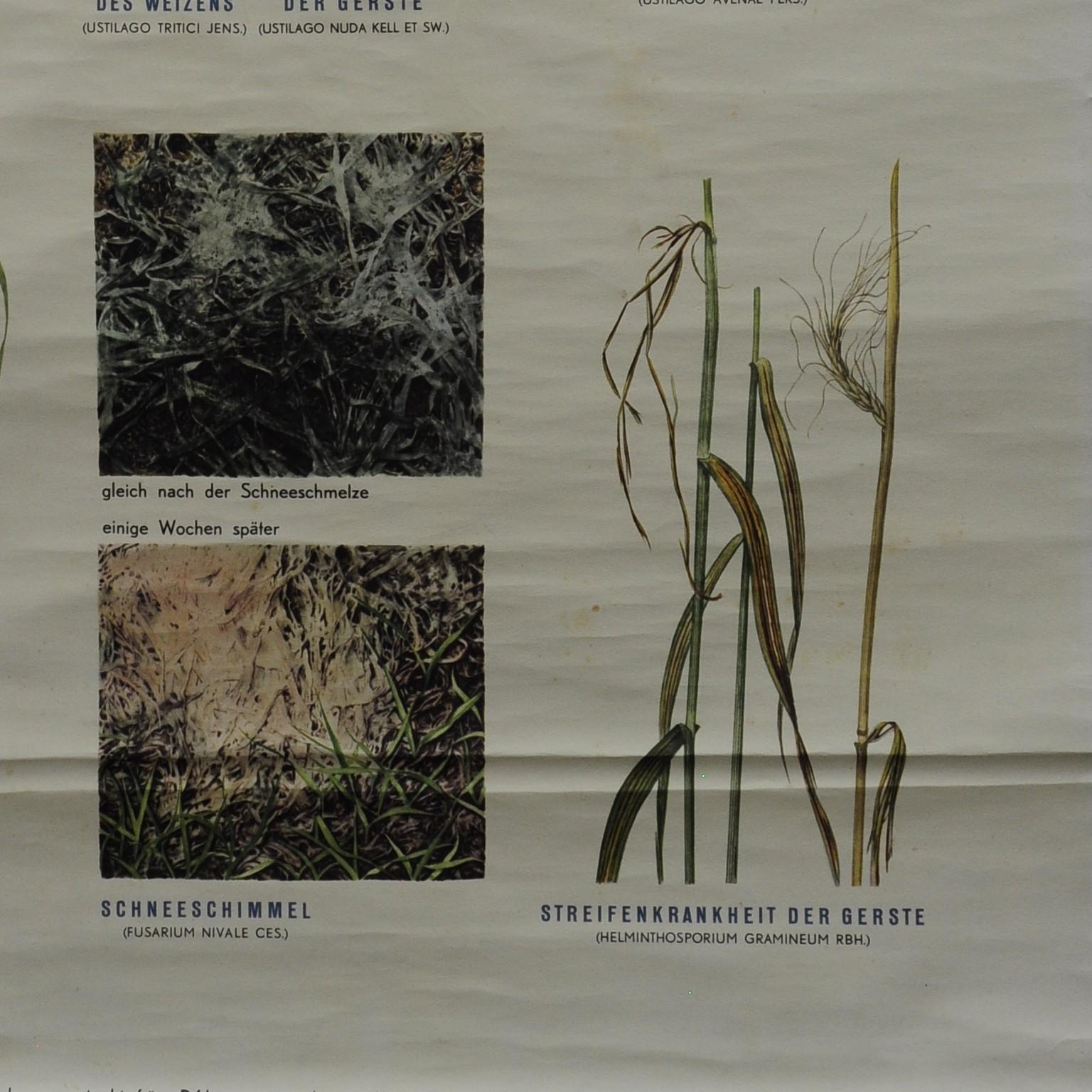 botanisches Wandplakat „Push Down“ über Krückenkrankheiten im Zustand „Gut“ im Angebot in Berghuelen, DE
