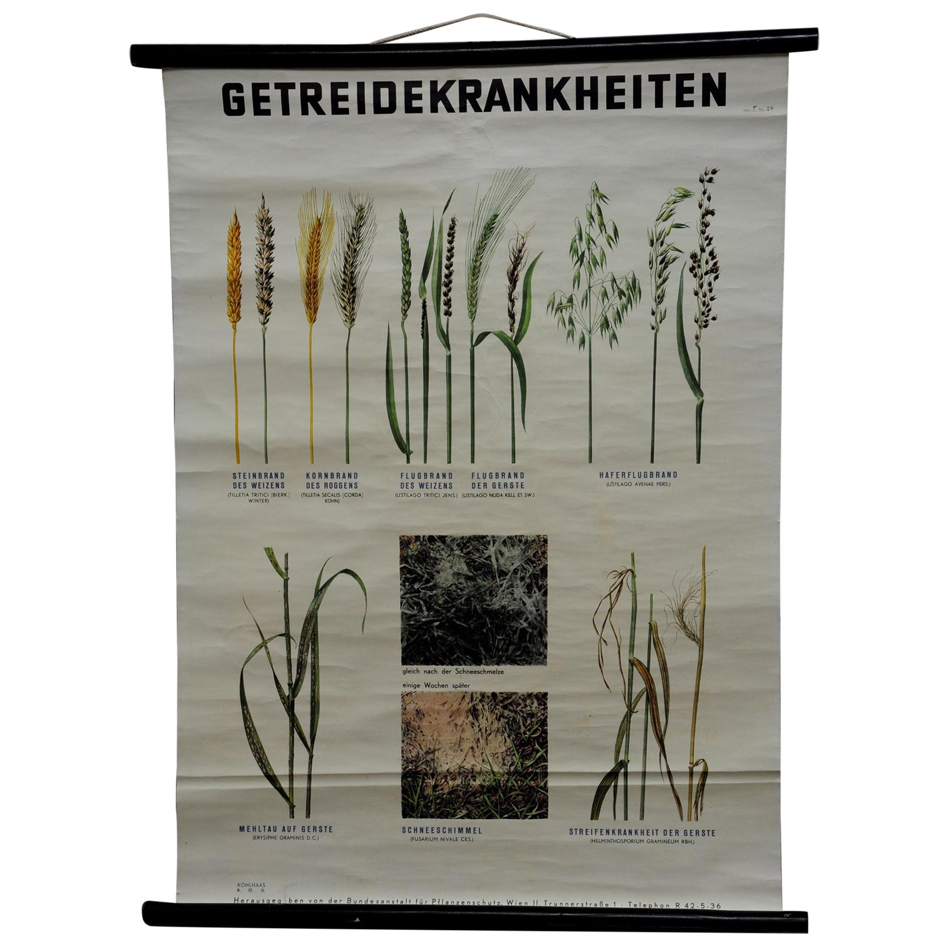 Vintage Botanical Poster Pull Down Wall Chart about Crop Diseases