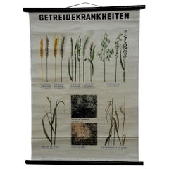 Vintage Botanical Poster Pull Down Wall Chart about Crop Diseases