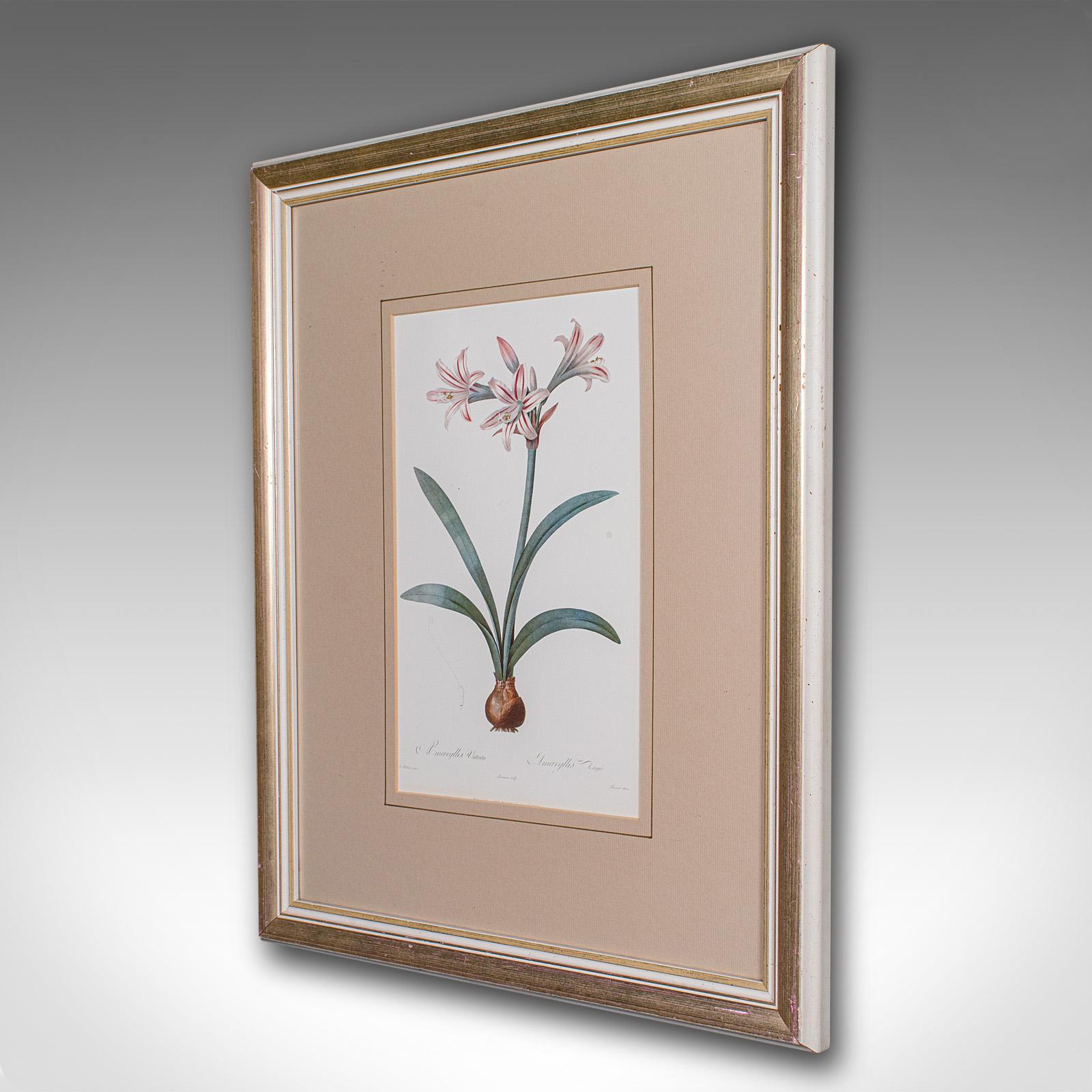 Mid-Century moderno Stampa botanica d'epoca, Inglese, Incisione con cornice, Revival Georgiano, Circa 1990