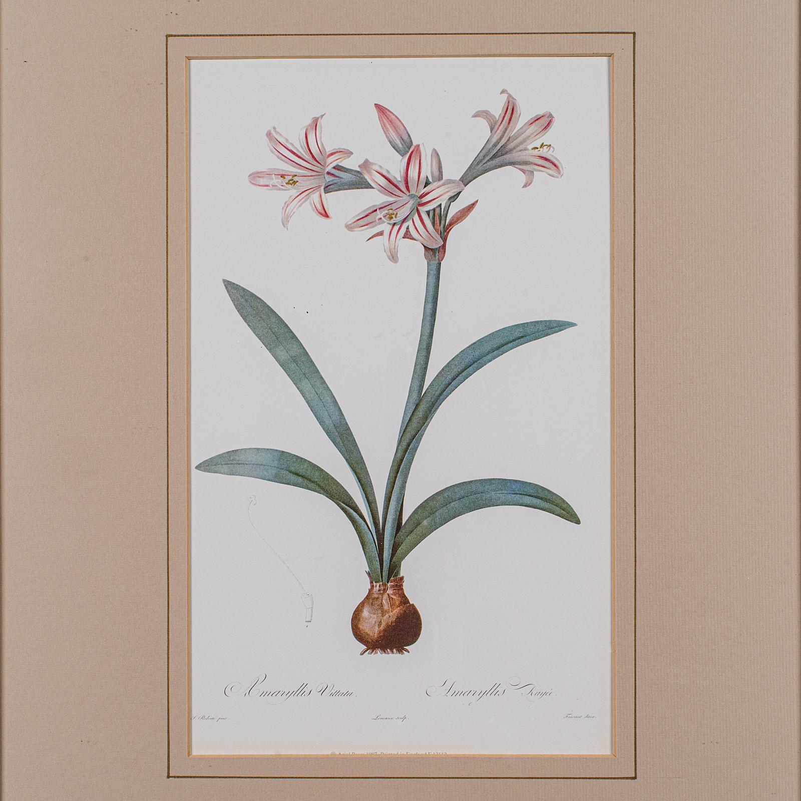 Britannico Stampa botanica d'epoca, Inglese, Incisione con cornice, Revival Georgiano, Circa 1990
