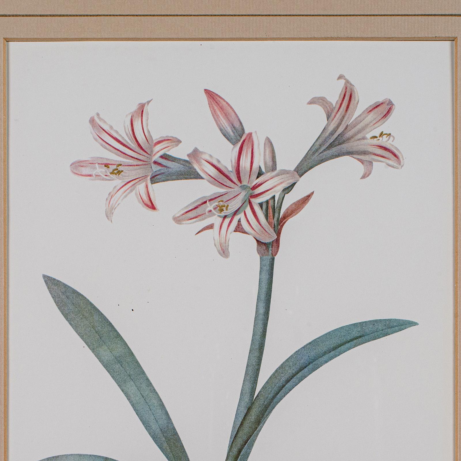 Stampa botanica d'epoca, Inglese, Incisione con cornice, Revival Georgiano, Circa 1990 In condizioni buone a Hele, Devon, GB