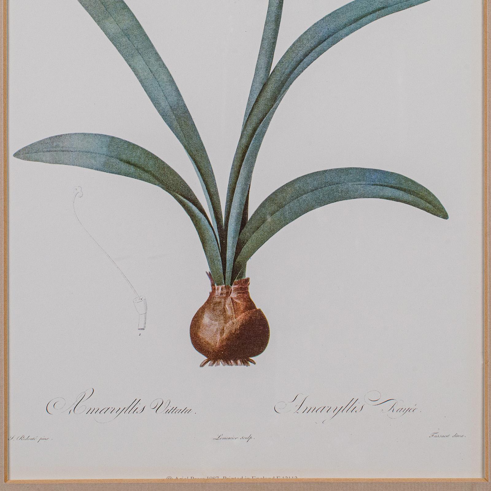 XX secolo Stampa botanica d'epoca, Inglese, Incisione con cornice, Revival Georgiano, Circa 1990