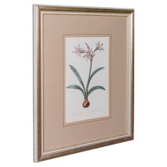 Vintage botanischer Vintage-Druck, englisch, gerahmter Gravur, georgianisches Revival, um 1990