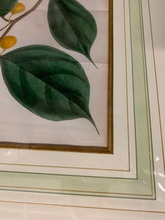Vintage Botanical Prints, Engelmann Graf Coindet & Co., Set of 4