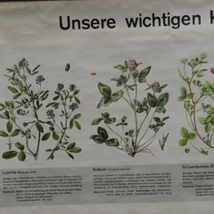 Vintage Botanical Pull Down Wall Chart about Clovers