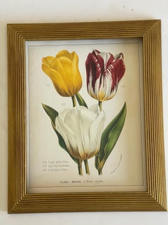 Vintage Botanical Tulios Chromolithograph in Gold Frame