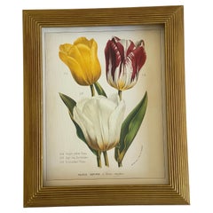 Vintage Botanical Tulios Chromolithograph in Gold Frame
