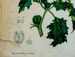 Vintage Botanical Wall Chart by A. Hartinger and G. V. Beck for Gerold & Sohn