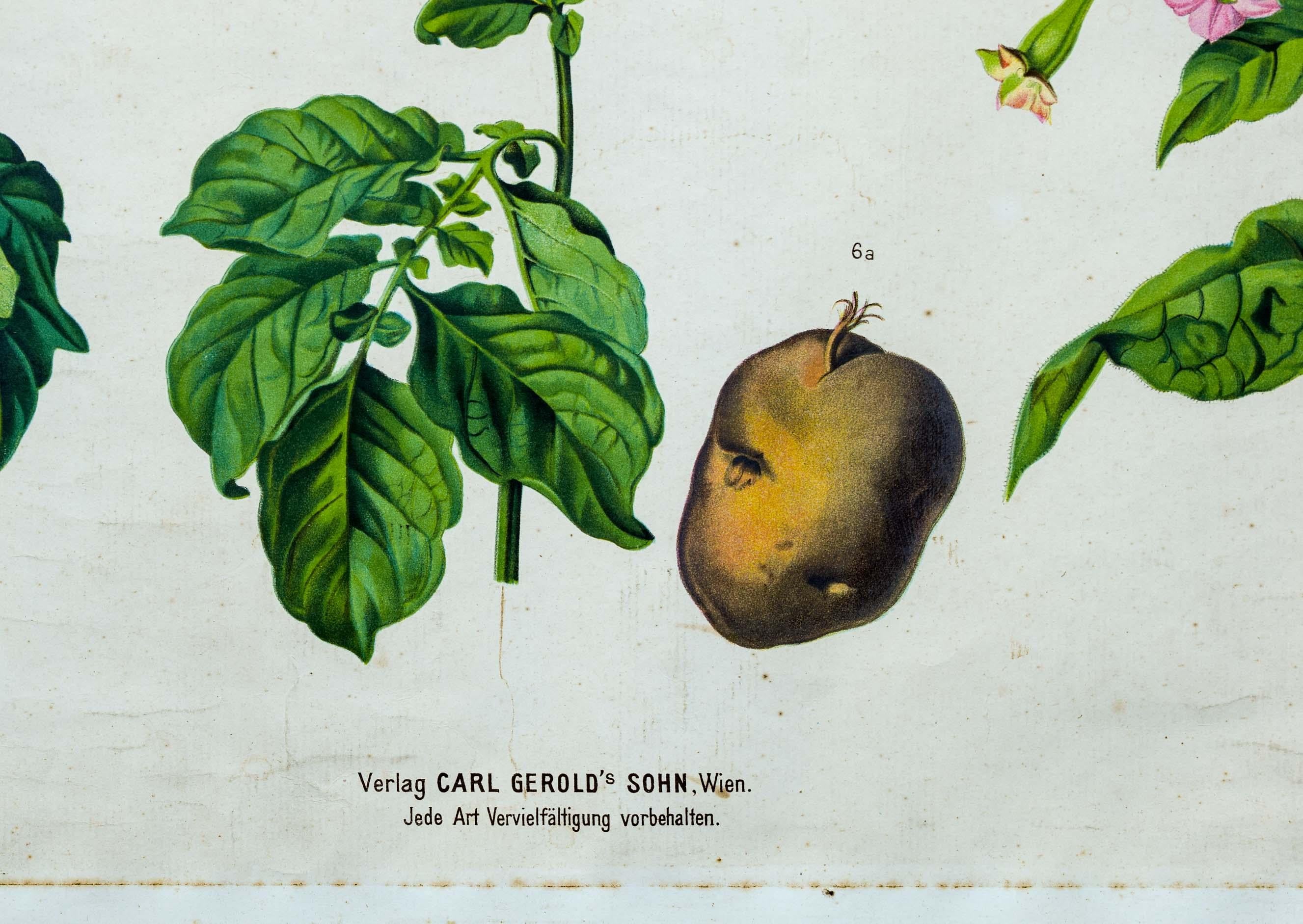 German Vintage Botanical Wall Chart by A. Hartinger and G. V. Beck for Gerold & Sohn For Sale