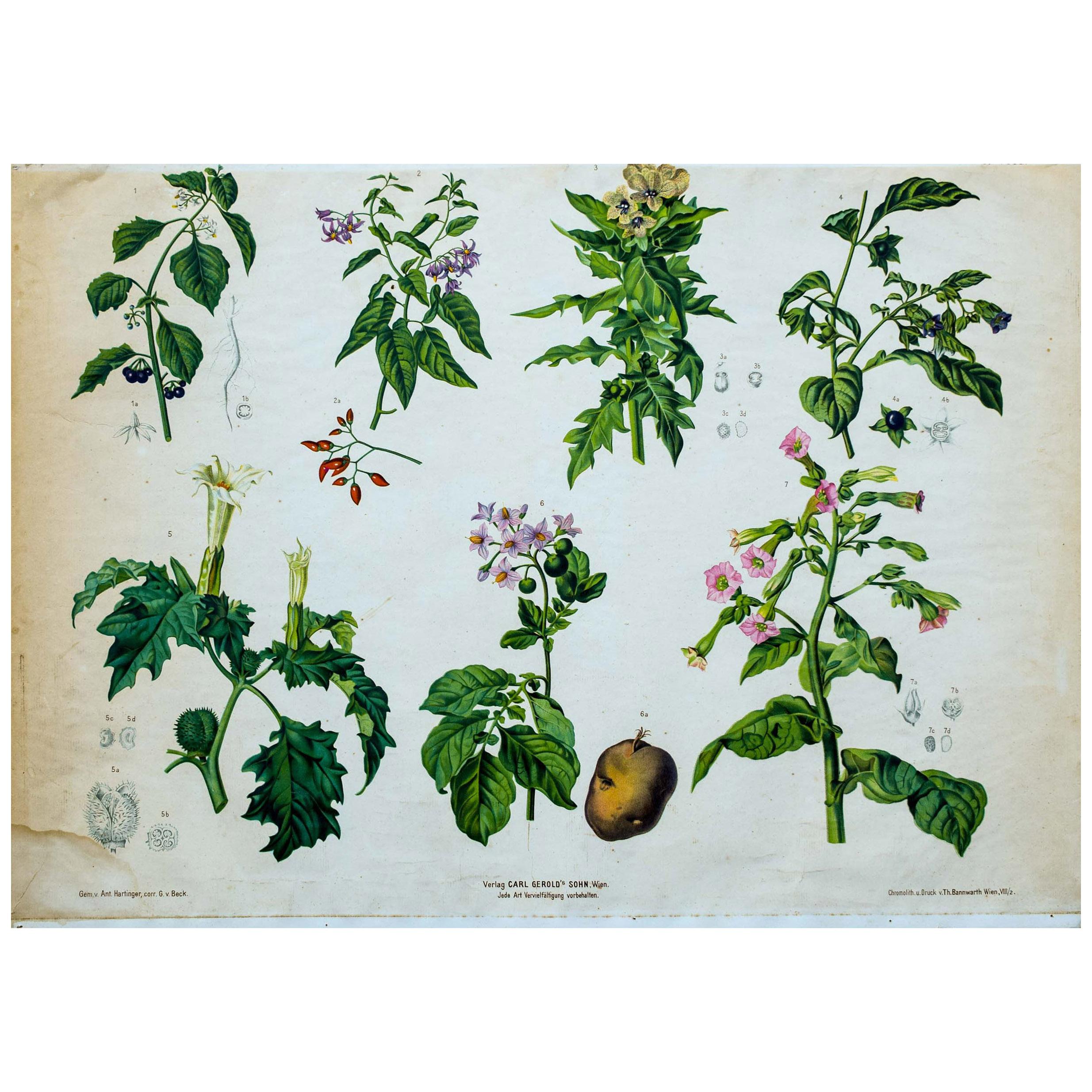 Vintage Botanical Wall Chart by A. Hartinger and G. V. Beck for Gerold & Sohn For Sale